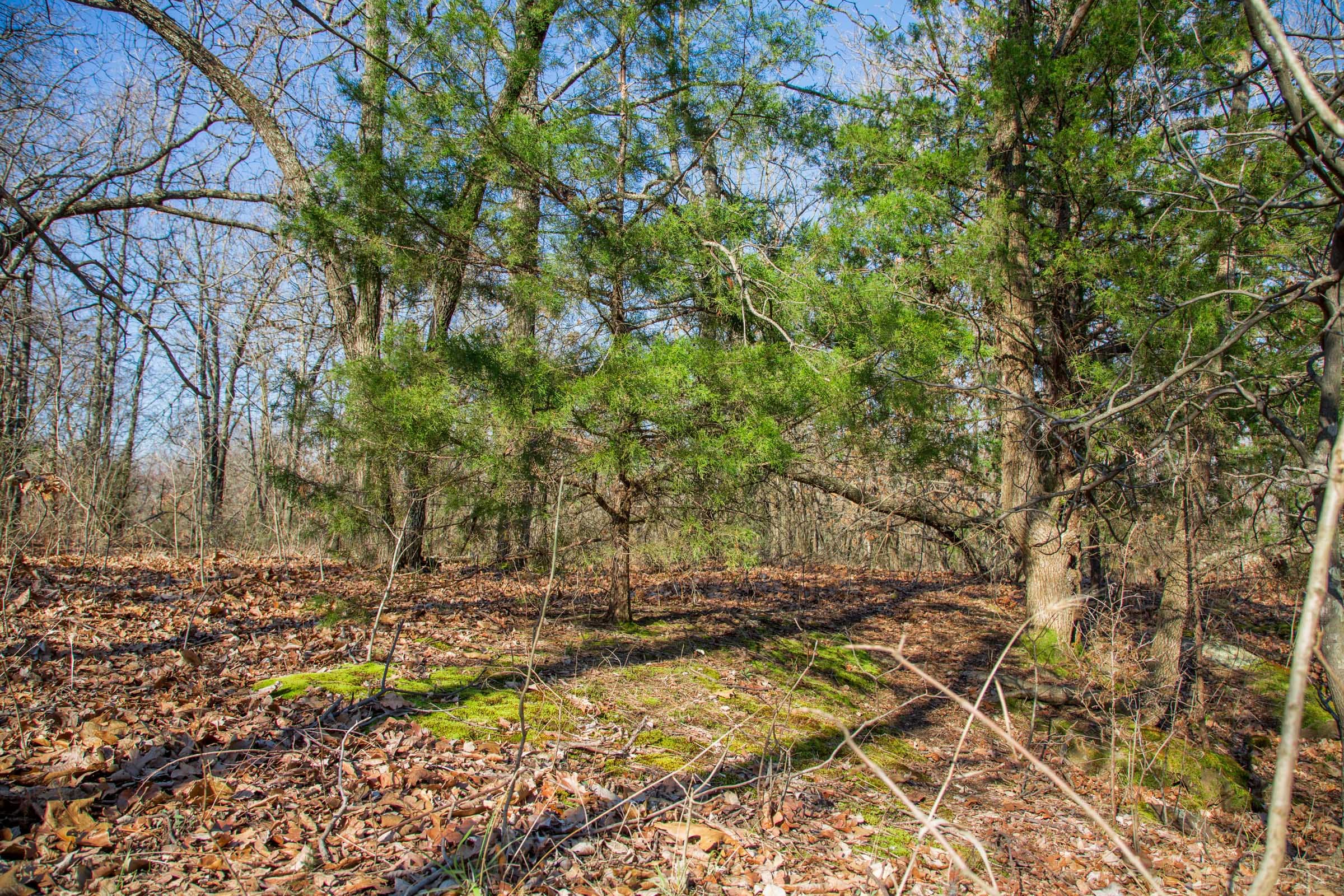 Eufaula Cove Tract 19 photo 9