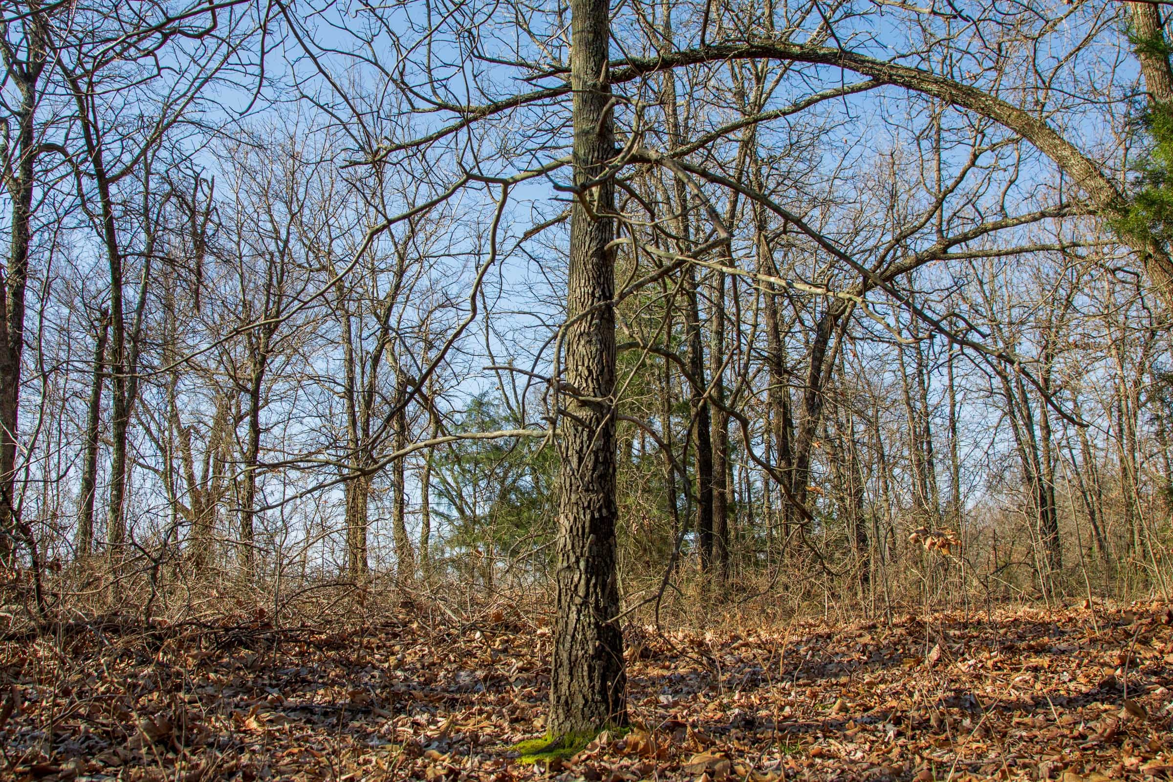 Eufaula Cove Tract 19 photo 10