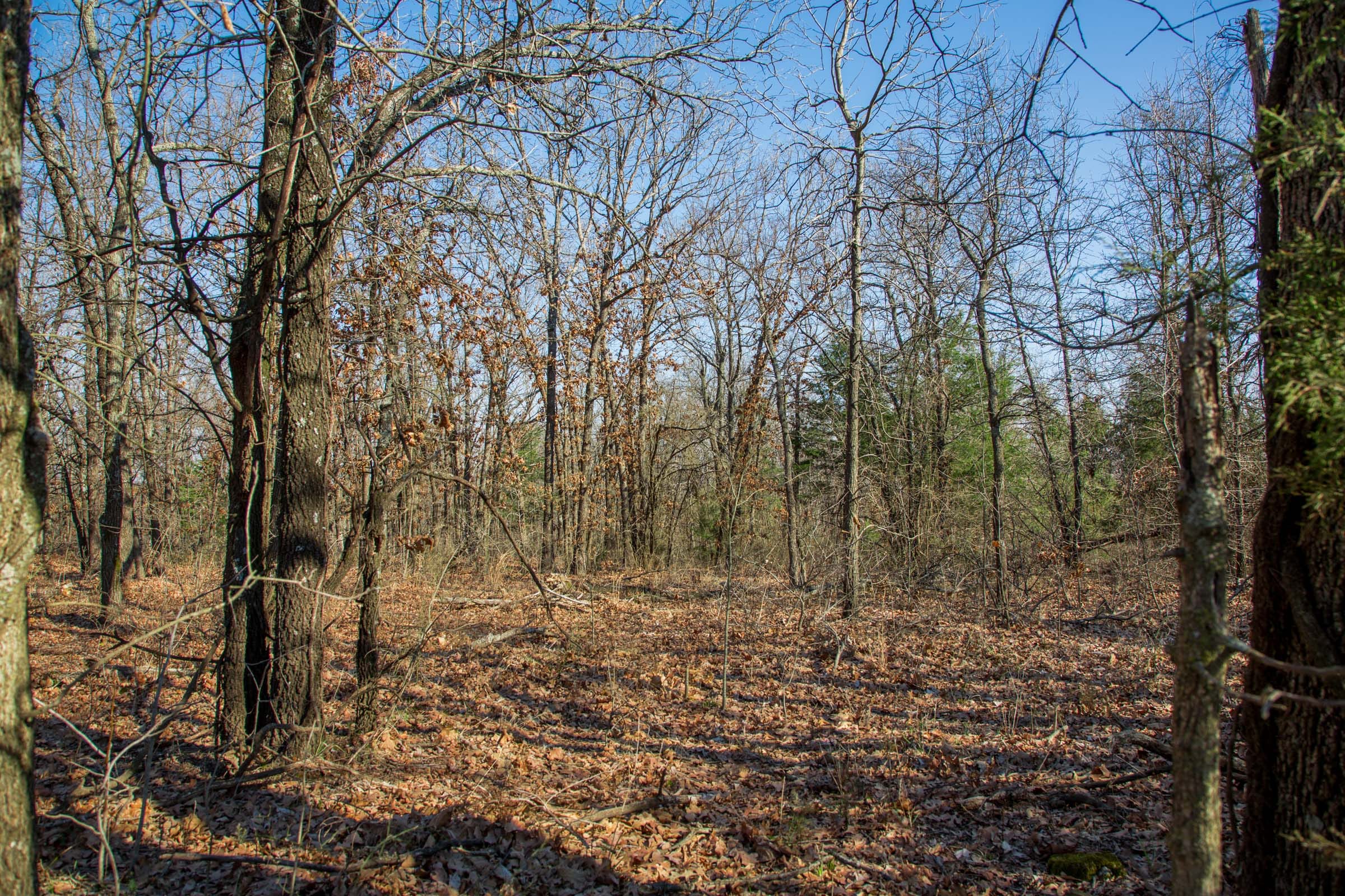 Eufaula Cove Tract 19 photo 13