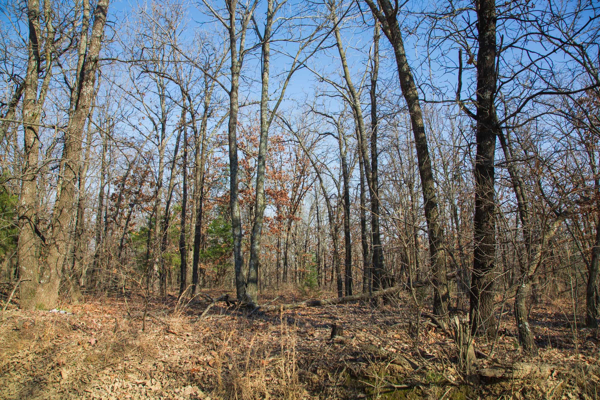 Eufaula Cove Tract 19 photo 14