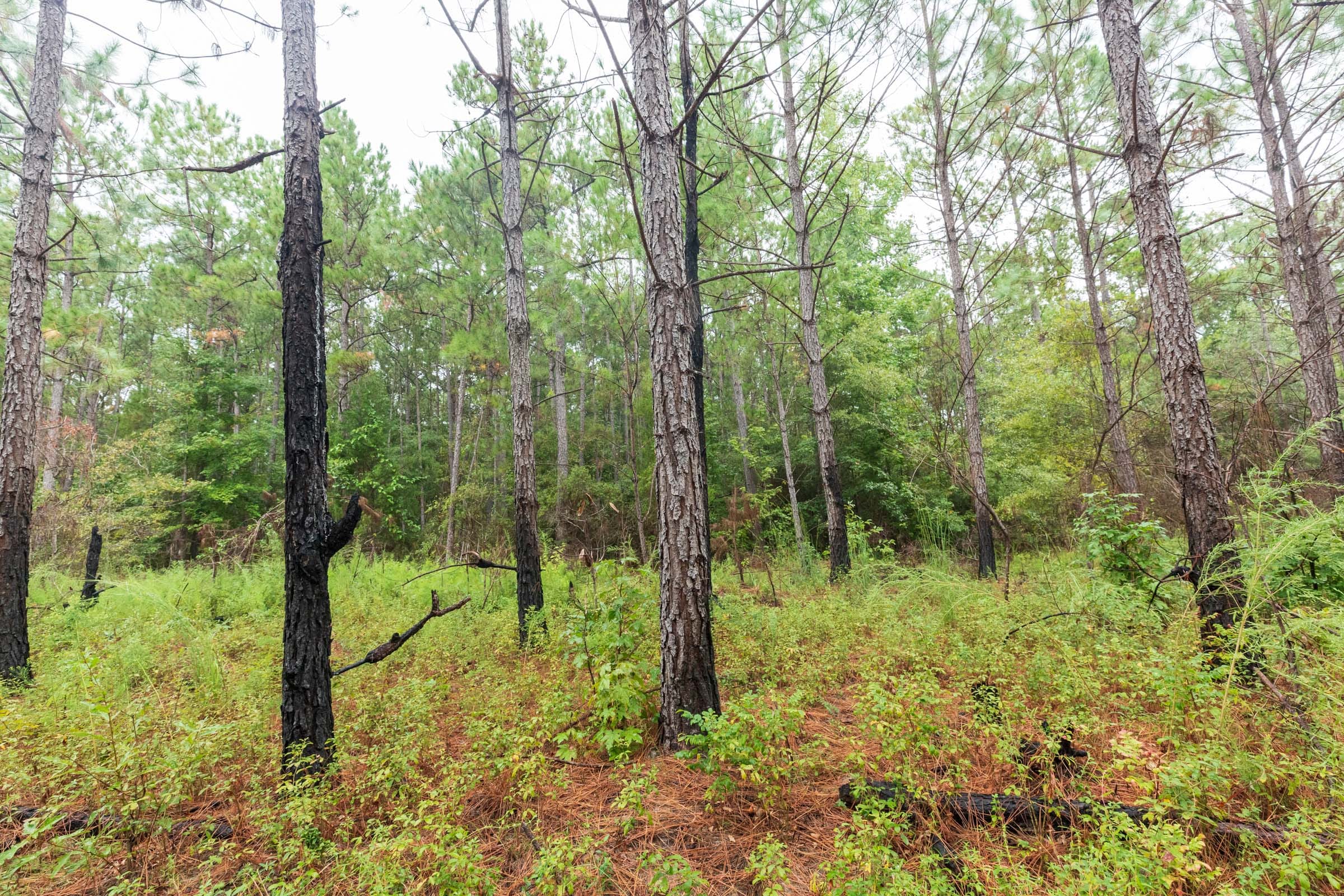 Jackson’s Gap Tract 3 photo 2