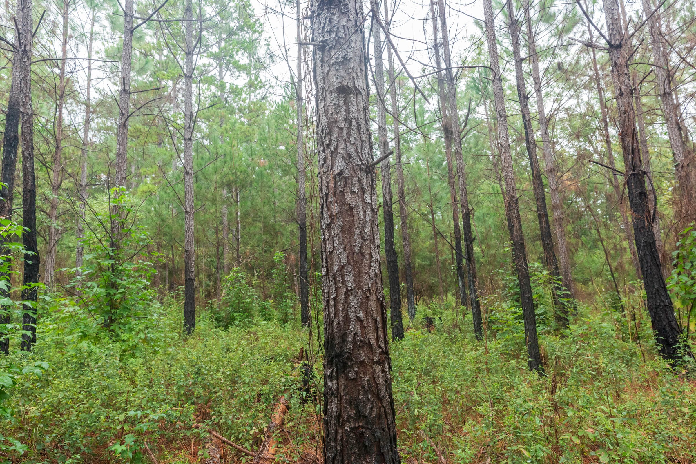 Jackson’s Gap Tract 3 photo 4