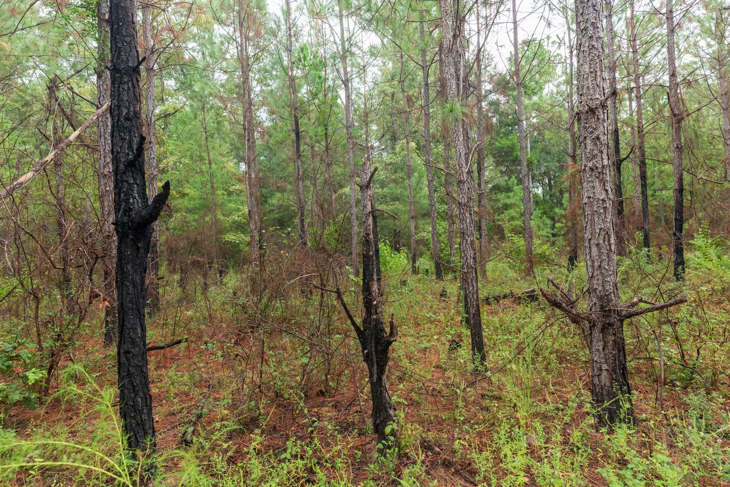 Jackson’s Gap Tract 3 photo 5