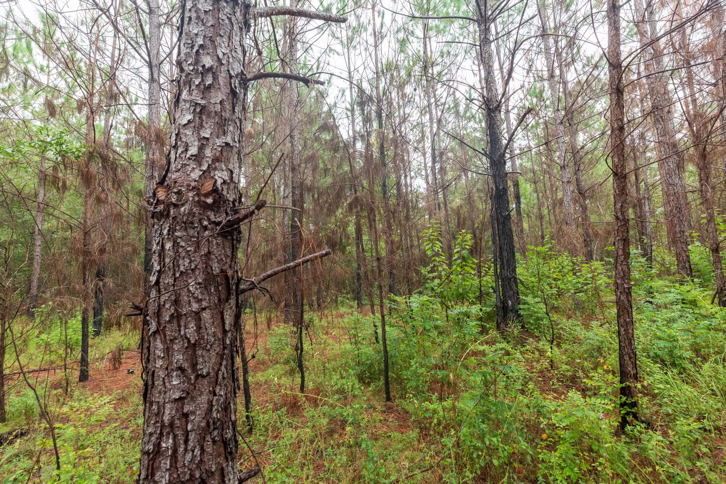 Jackson’s Gap Tract 3 photo 7