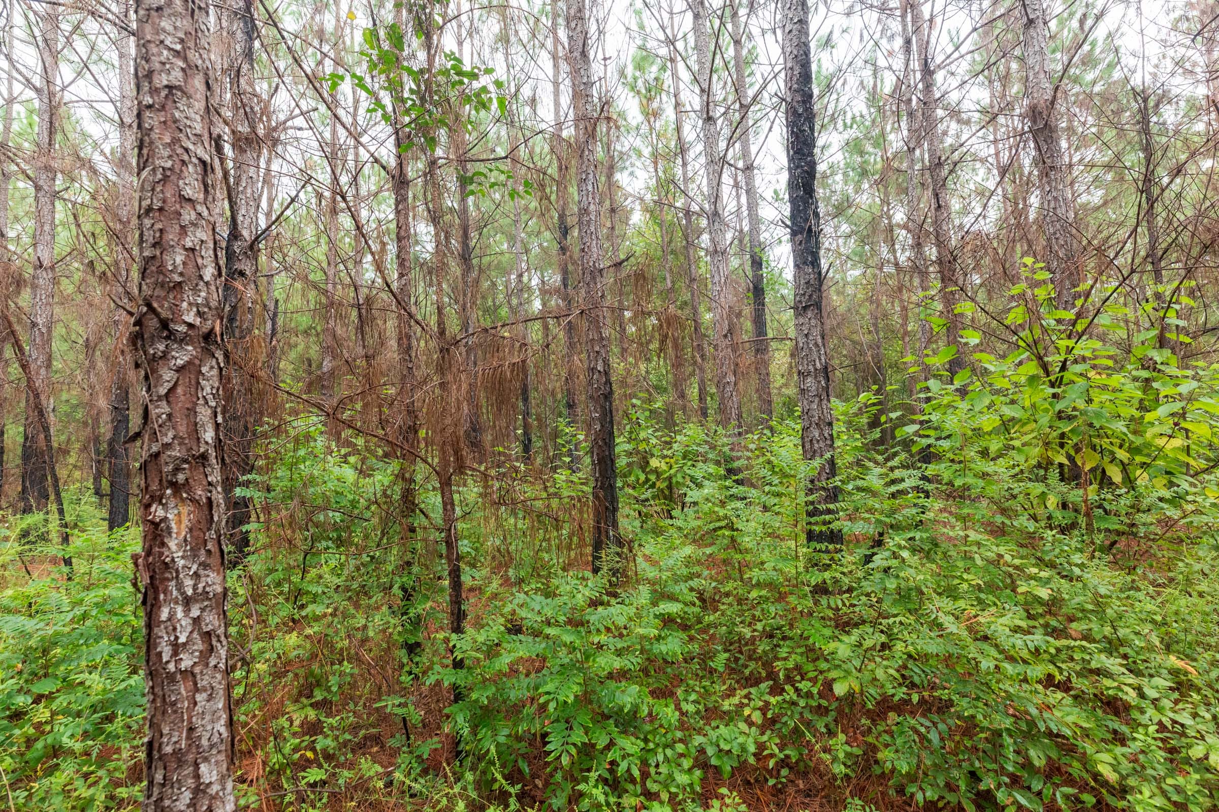 Jackson’s Gap Tract 3 photo 8
