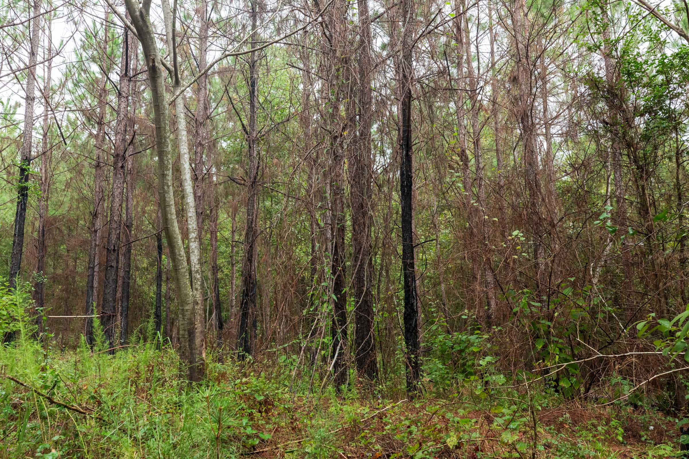 Jackson’s Gap Tract 3 photo 10