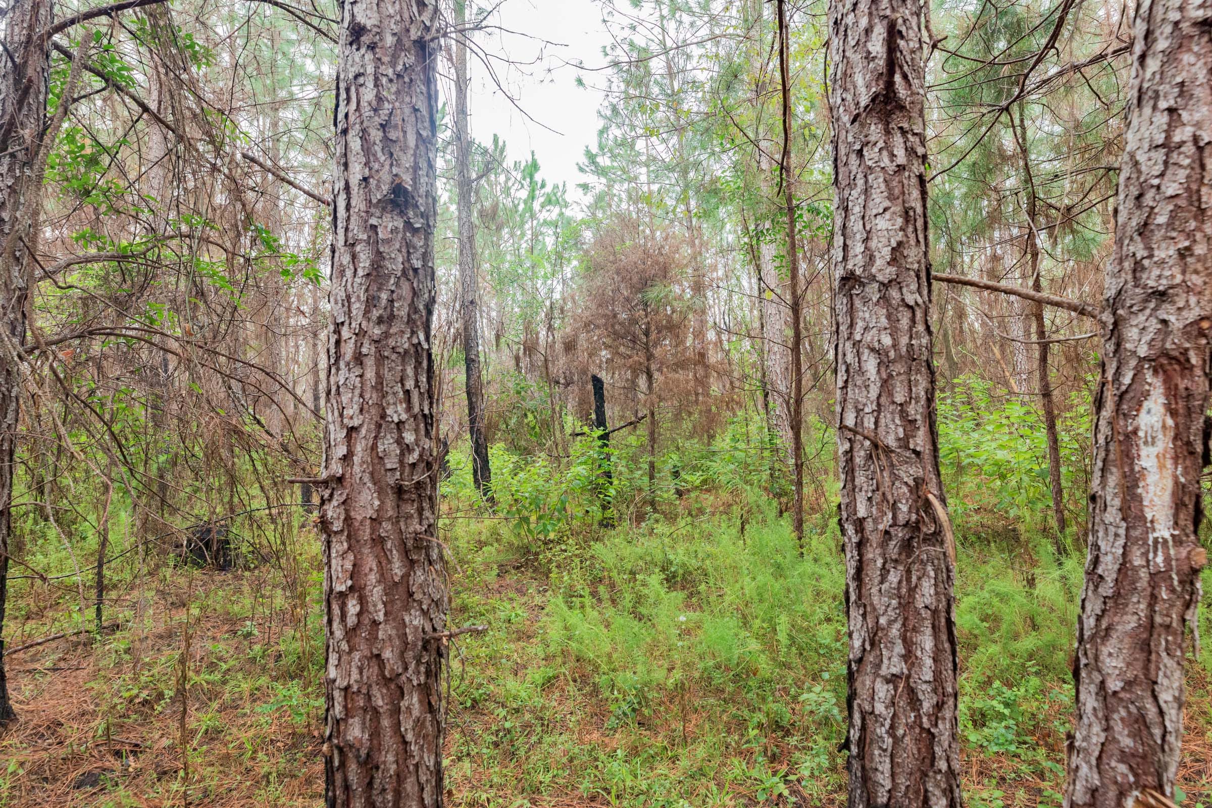 Jackson’s Gap Tract 3 photo 11