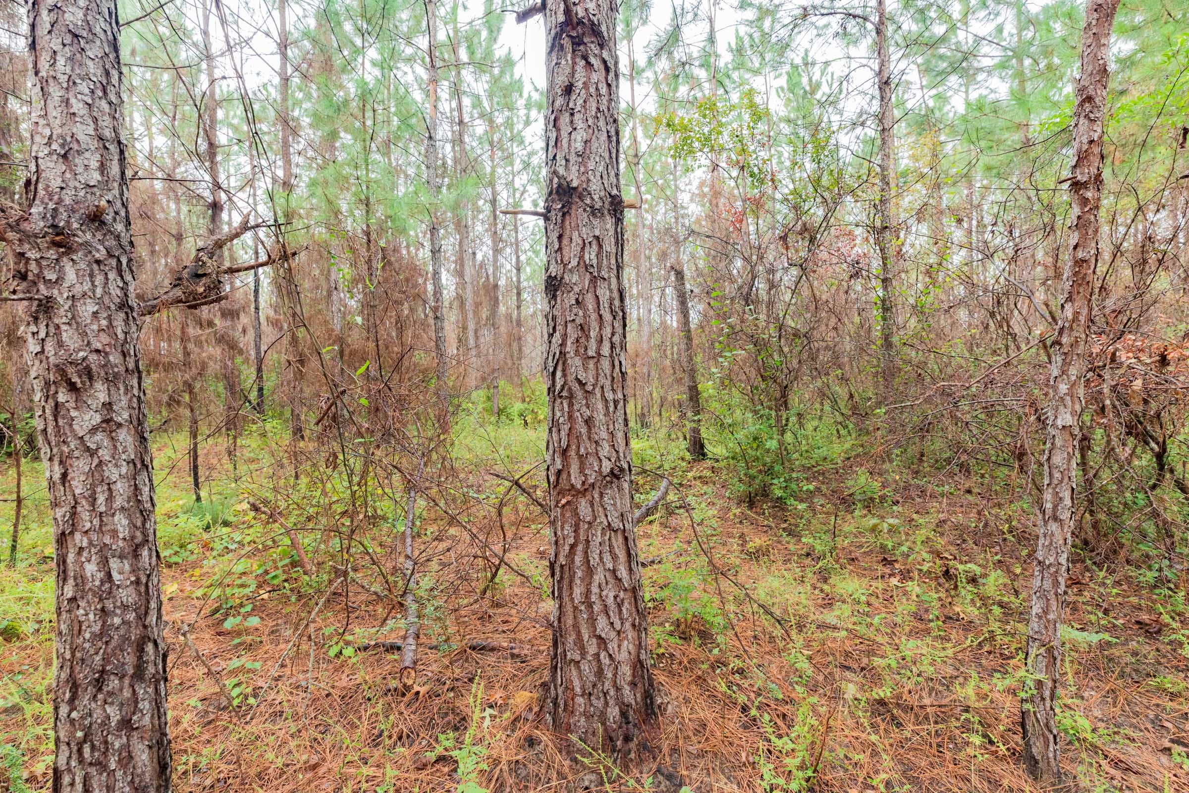 Jackson’s Gap Tract 3 photo 13