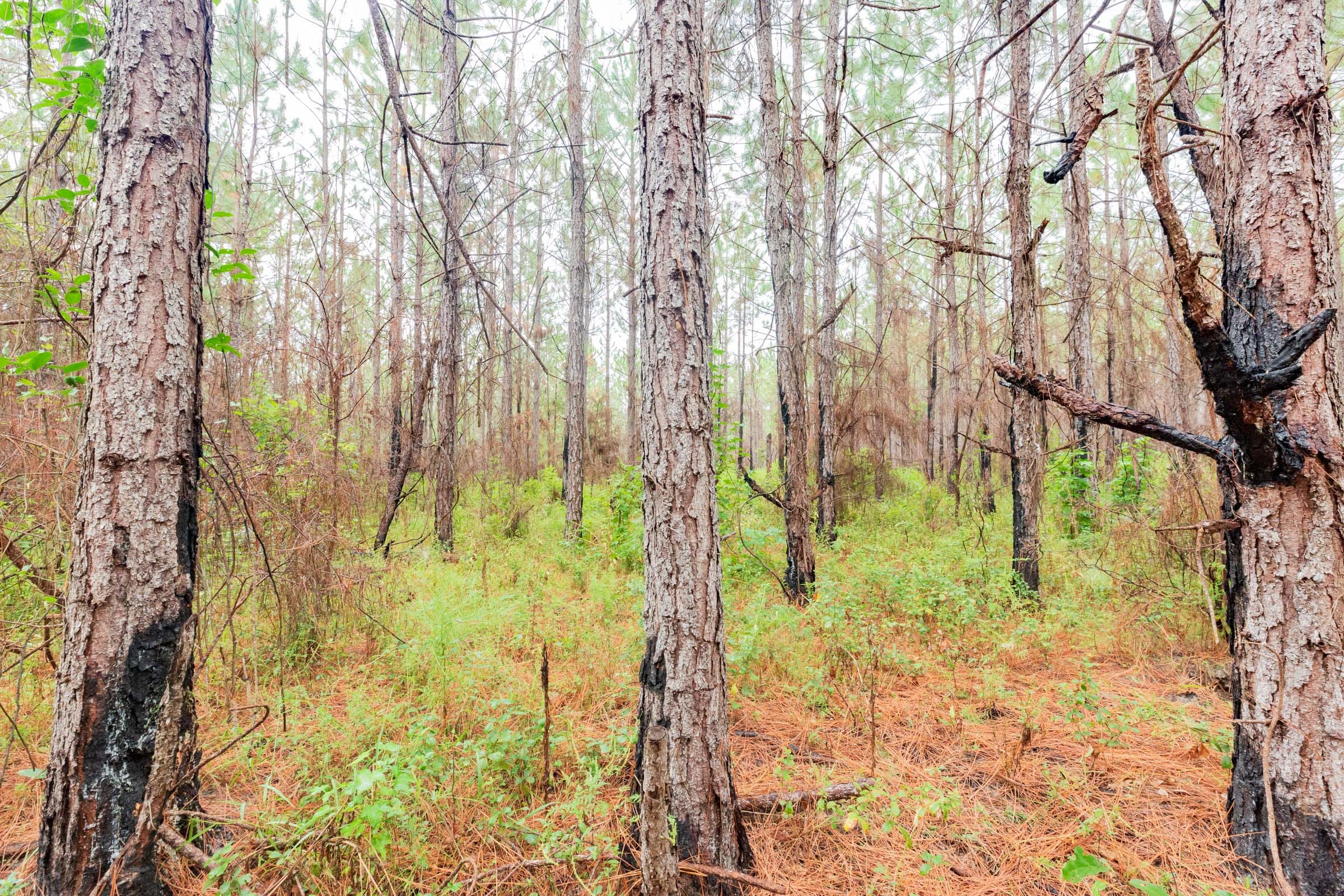 Jackson’s Gap Tract 3 photo 15