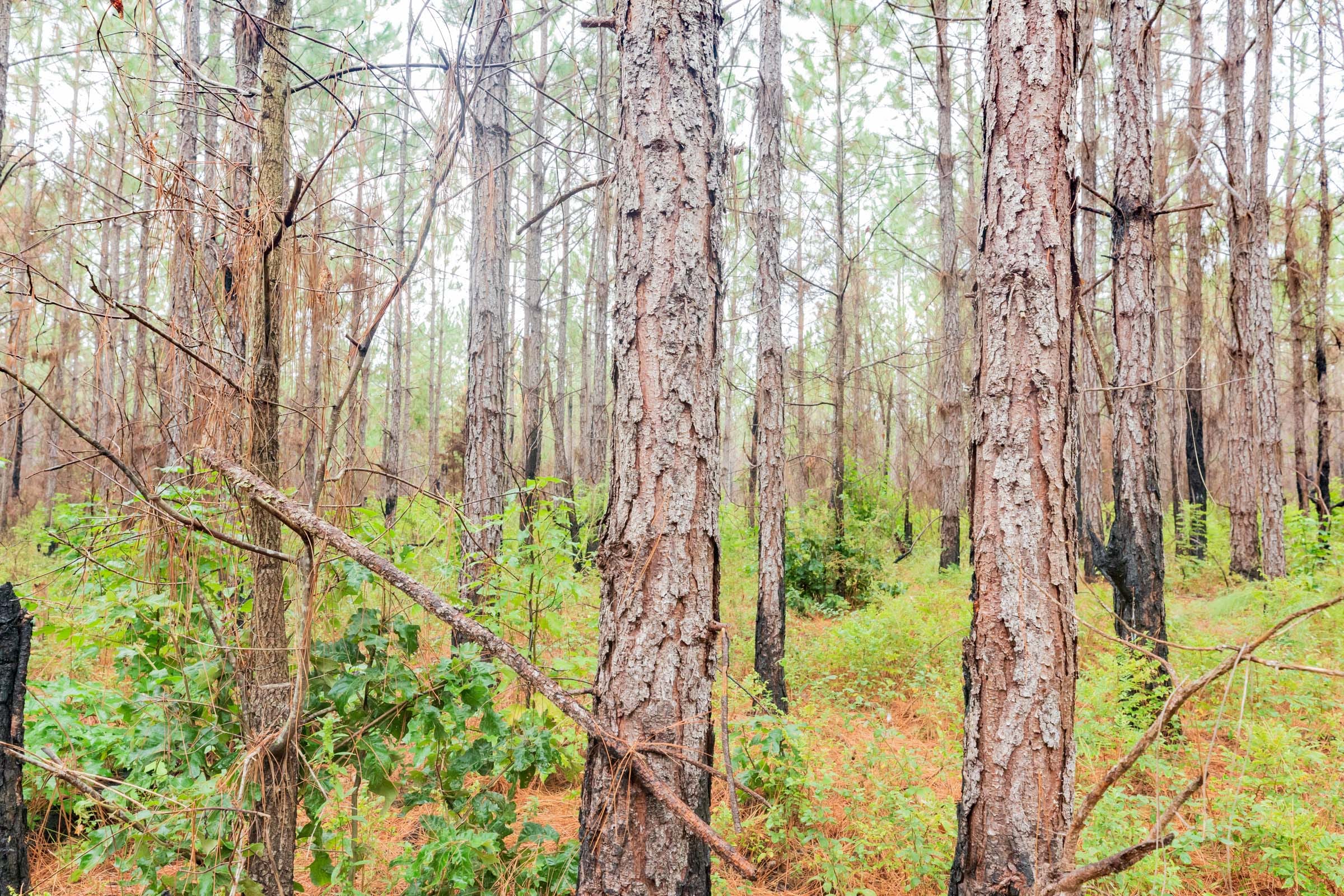 Jackson’s Gap Tract 3 photo 14