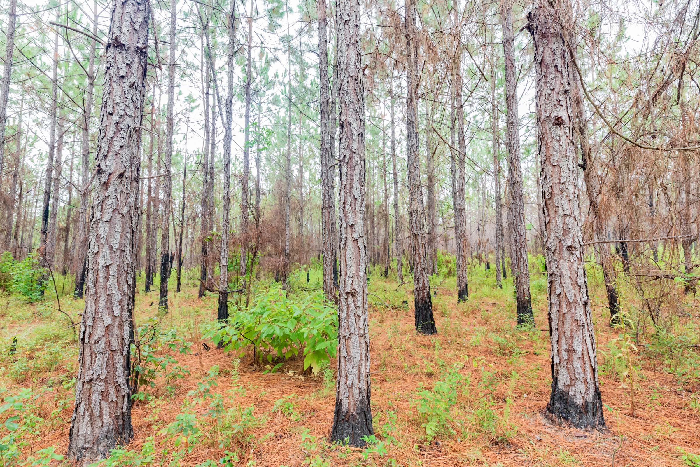 Jackson’s Gap Tract 3 photo 16