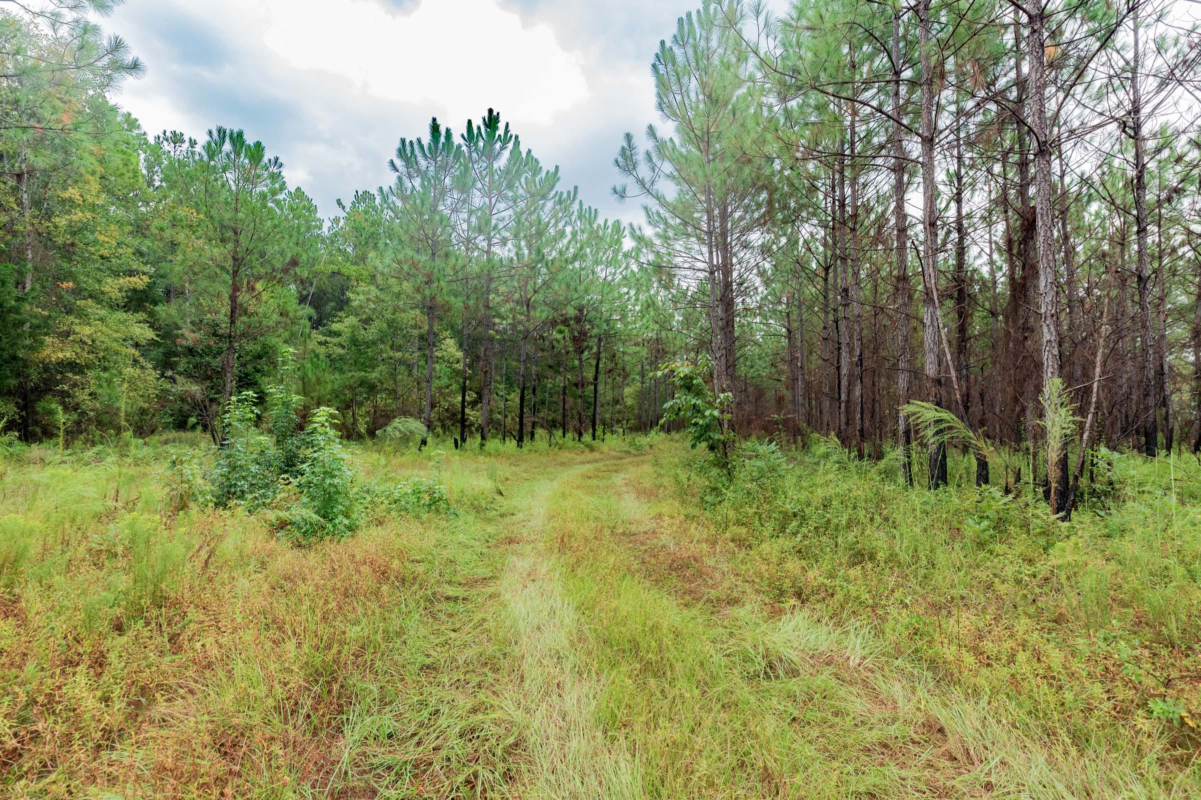 Jackson’s Gap Tract 3 photo 1