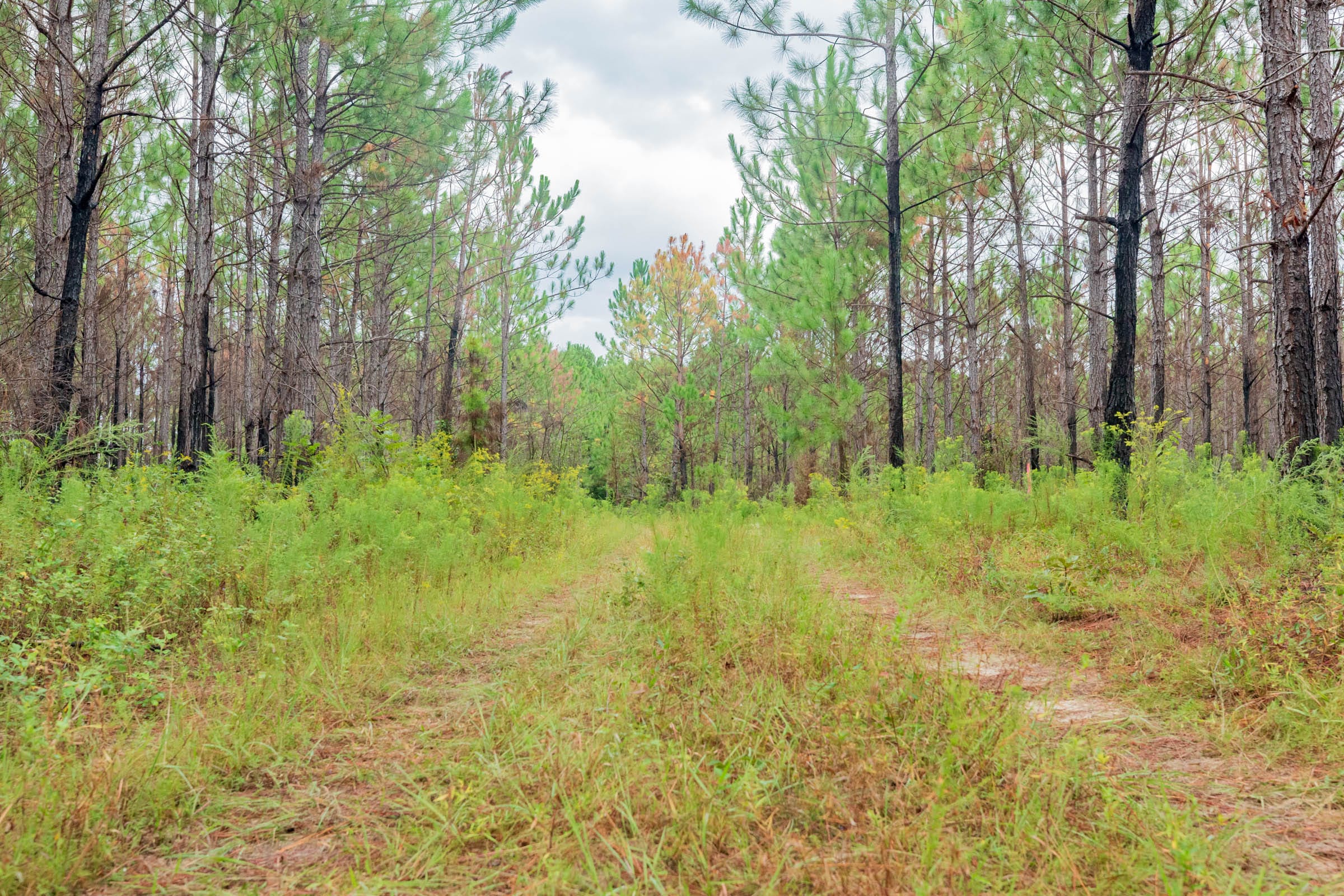 Jackson’s Gap Tract 3 photo 12