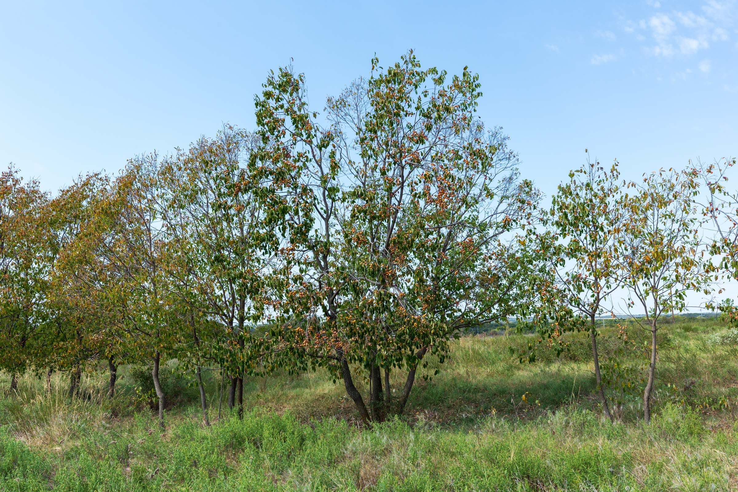 Canyon Creek Tract 5 photo 10