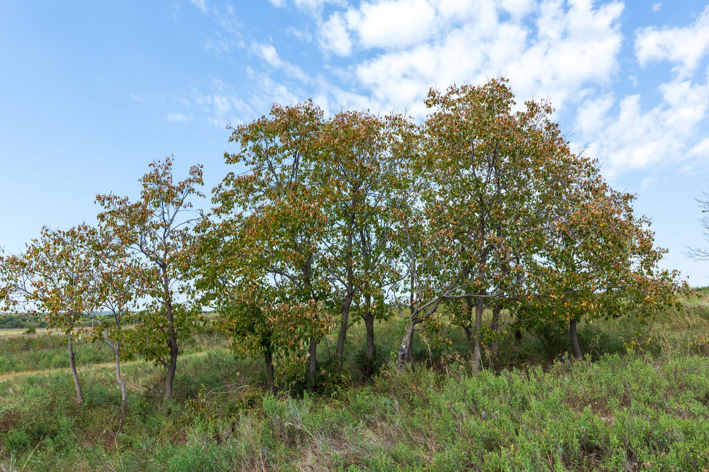Canyon Creek Tract 5 photo 7