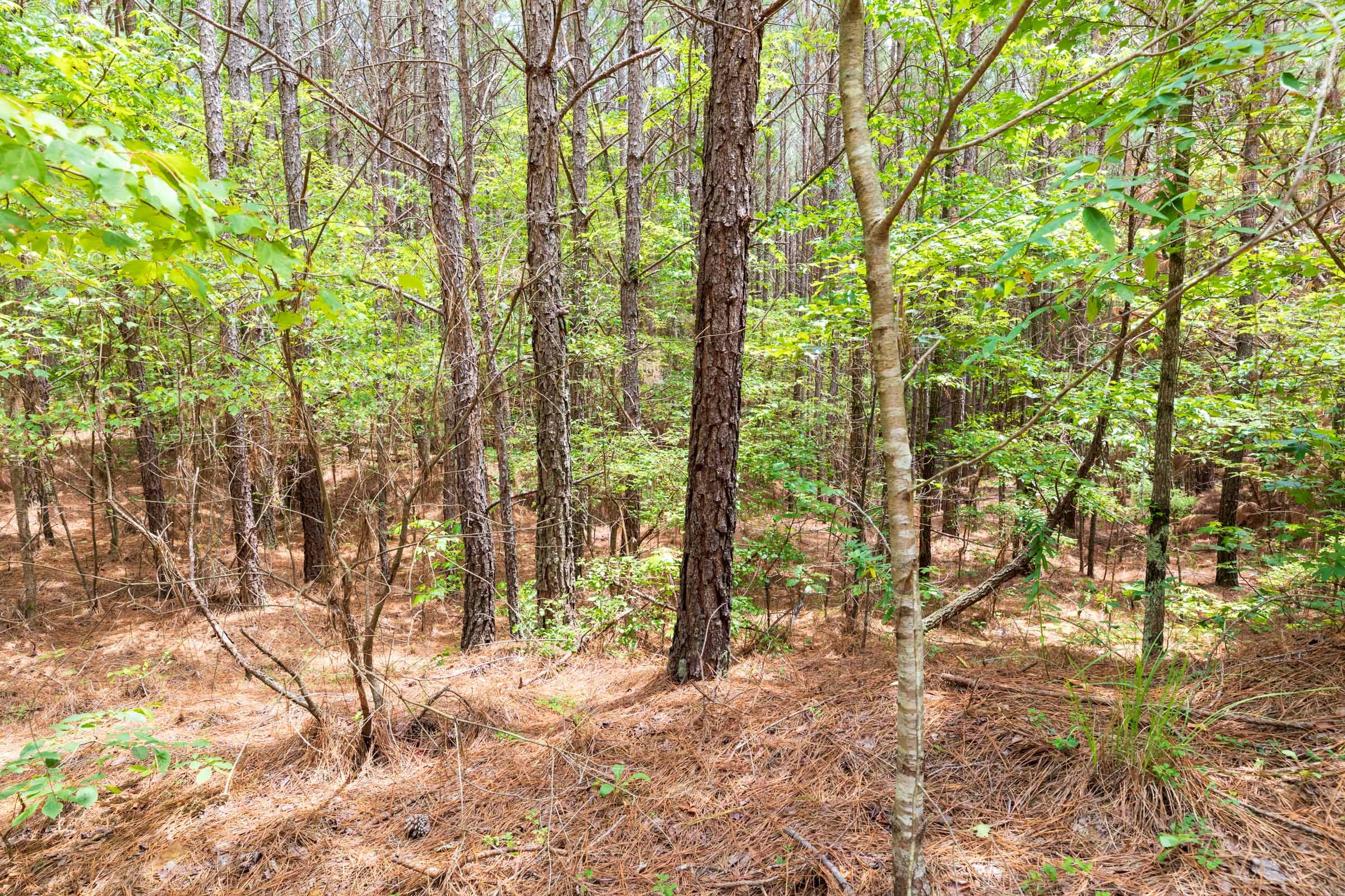 Whiskey Ridge Tract 24 photo 3