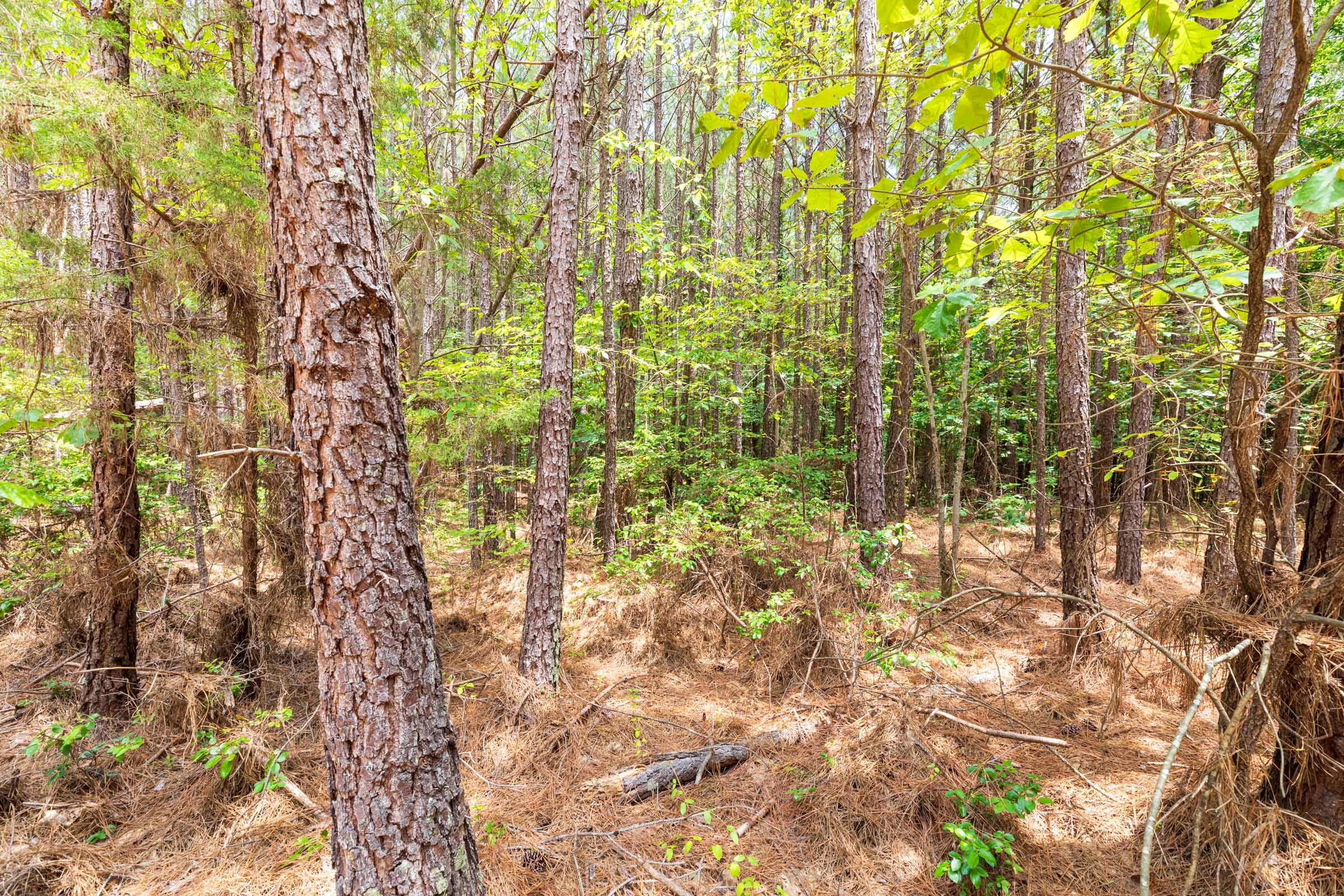 Whiskey Ridge Tract 24 photo 4