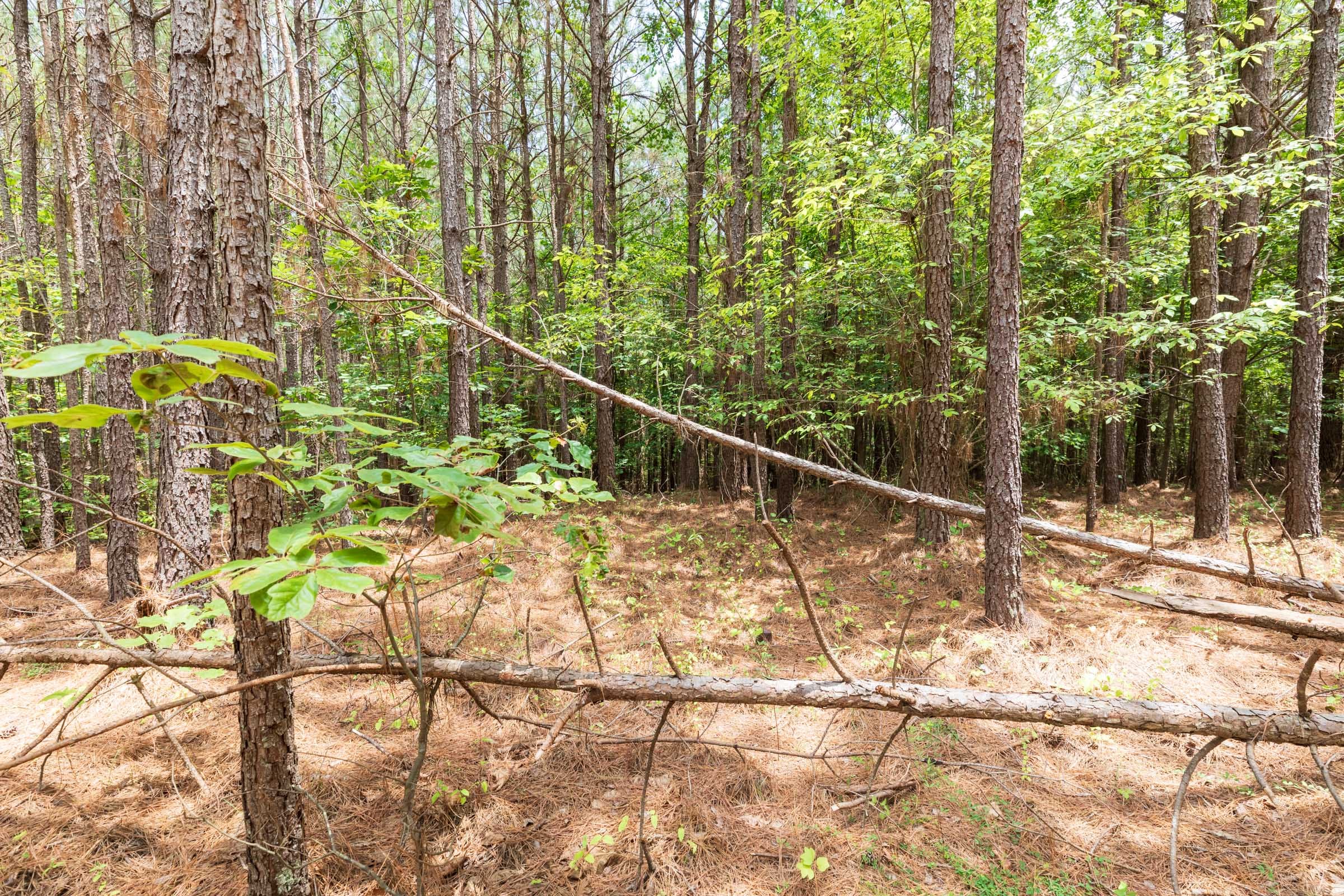 Whiskey Ridge Tract 24 photo 5