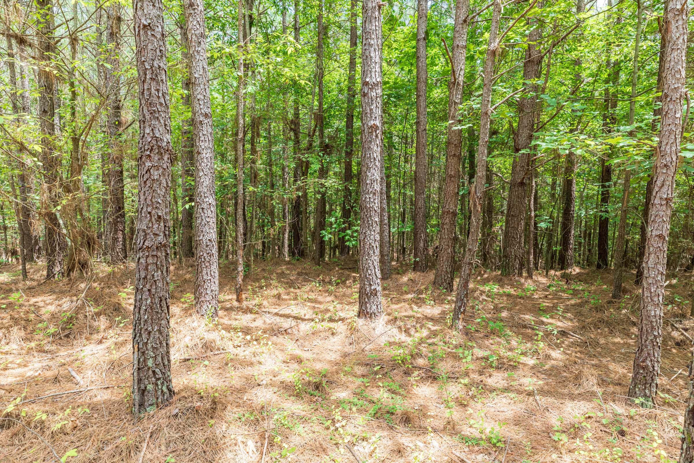 Whiskey Ridge Tract 24 photo 9