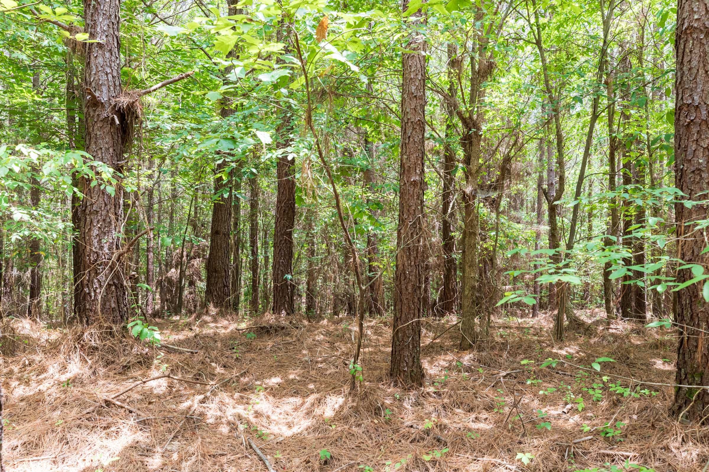 Whiskey Ridge Tract 24 photo 8