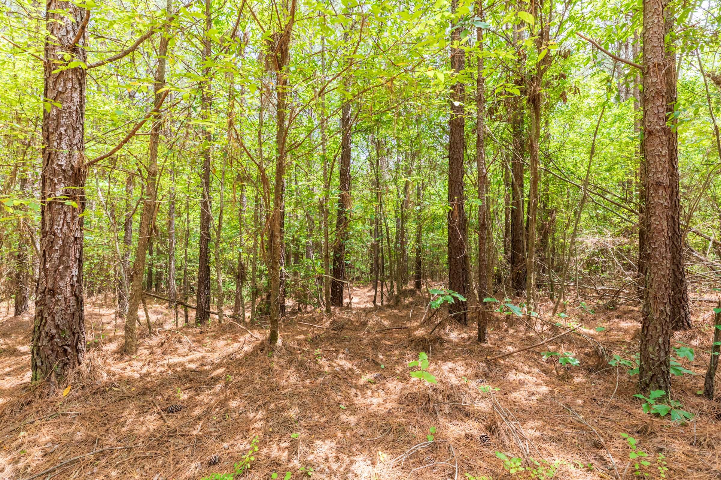 Whiskey Ridge Tract 24 photo 10