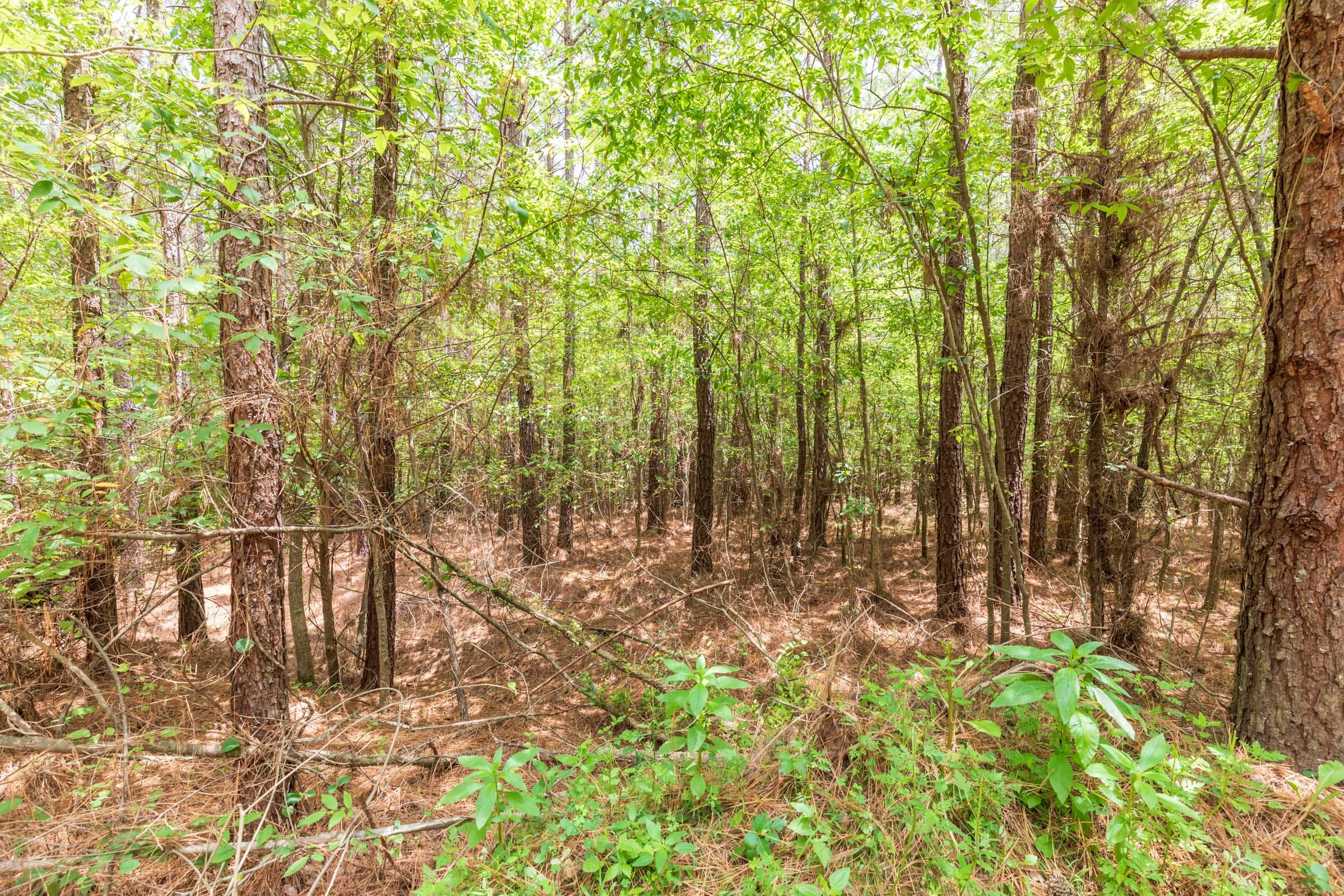 Whiskey Ridge Tract 24 photo 1