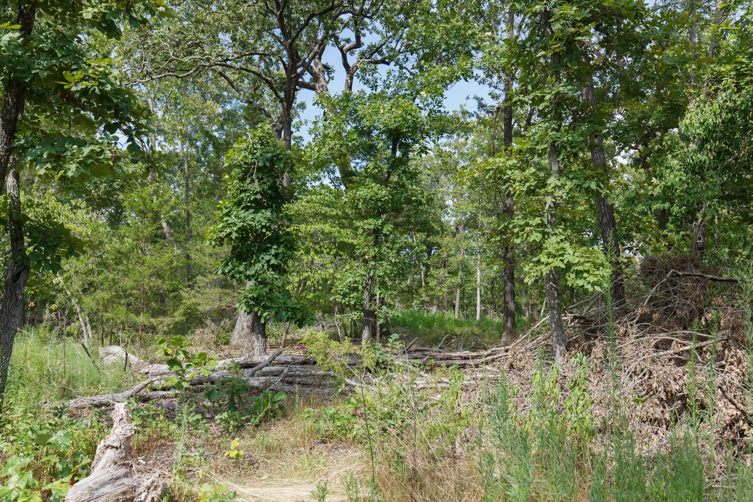 Wildwood Tract 25 photo 12