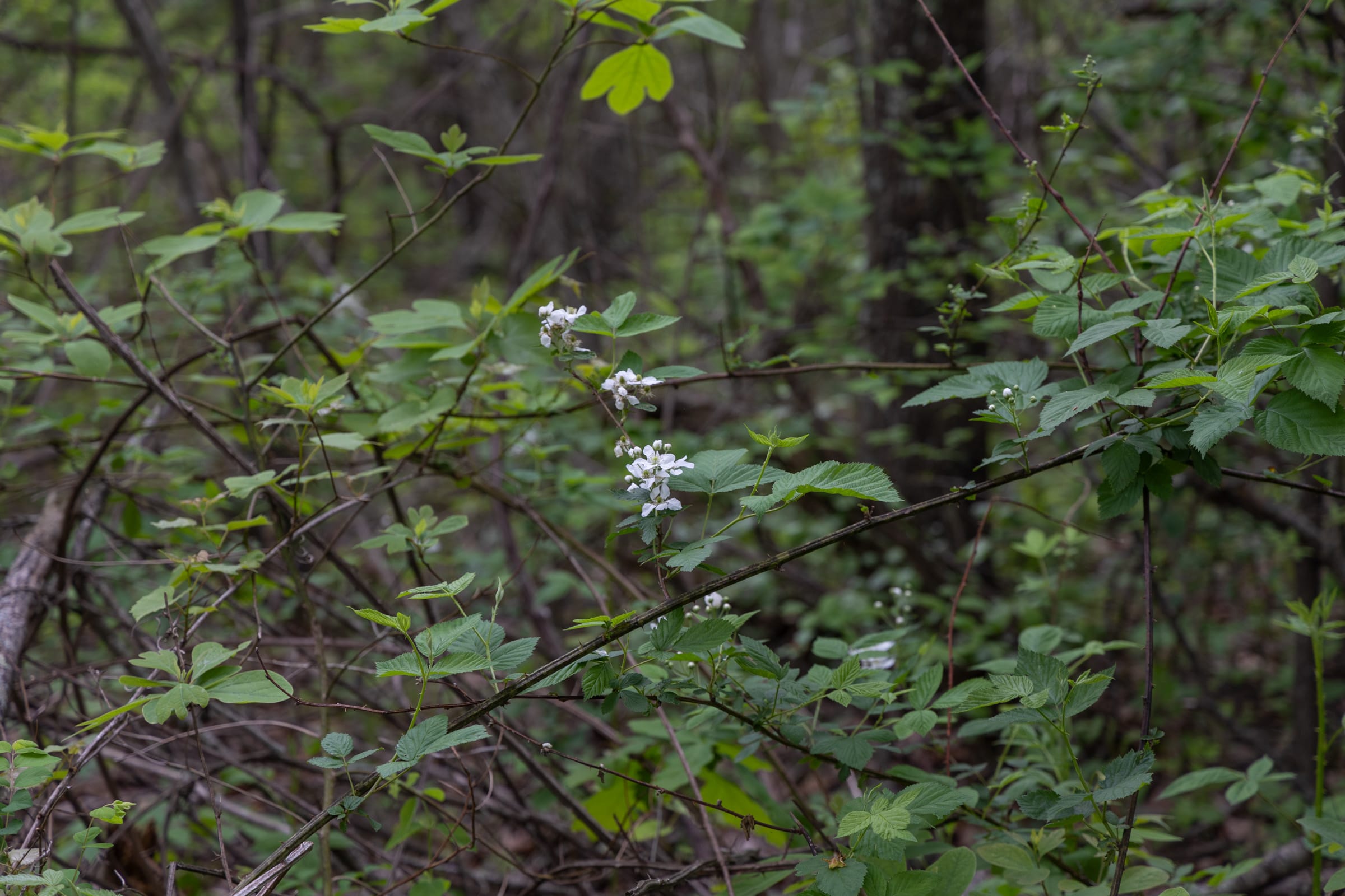Sleepy Hollow Phase II Tract 107 photo 10