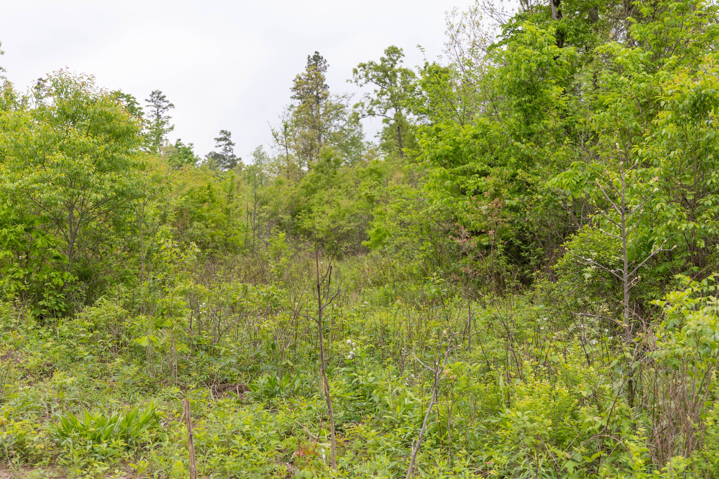 Sleepy Hollow Phase II Tract 107 photo 9