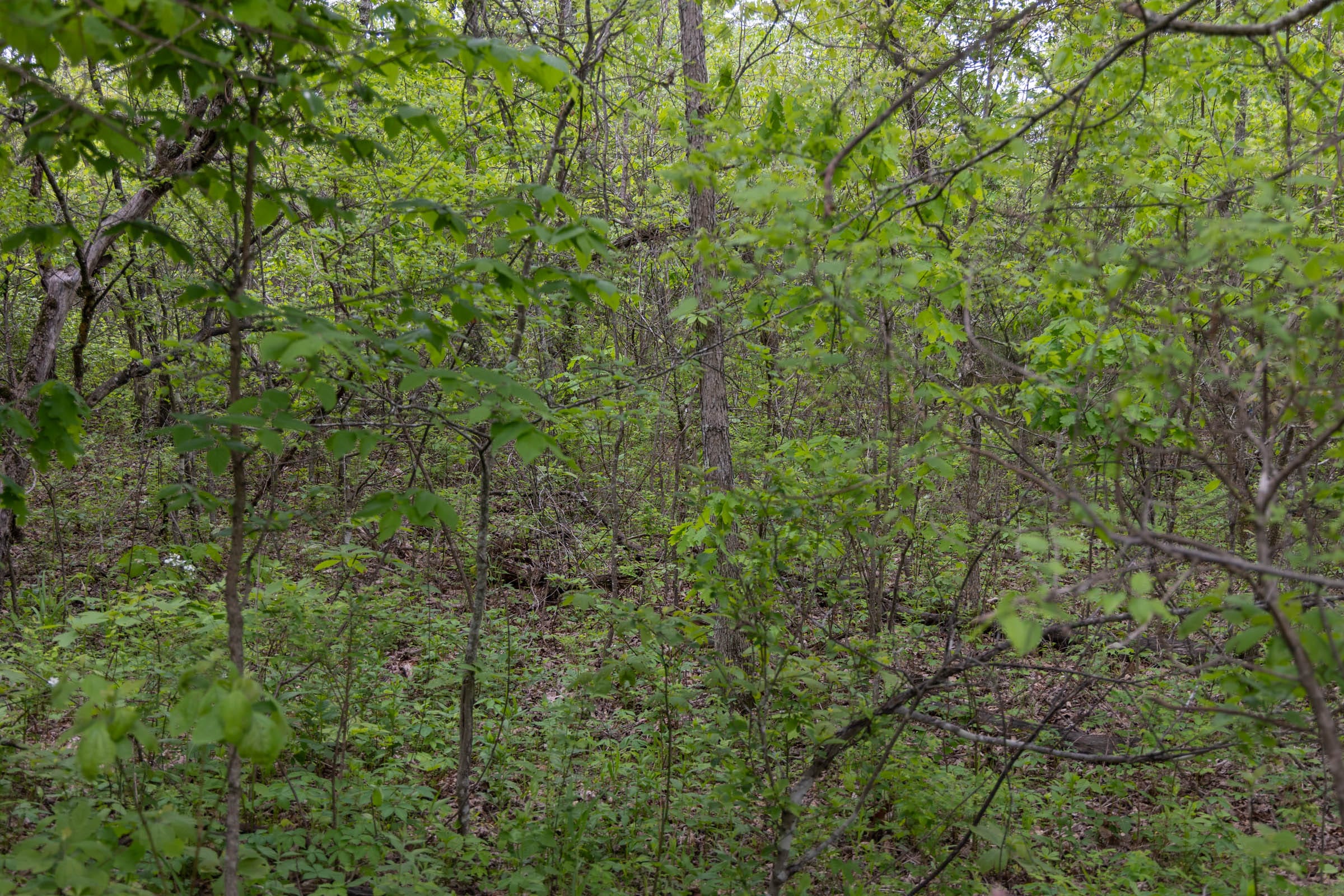 Sleepy Hollow Phase II Tract 107 photo 8