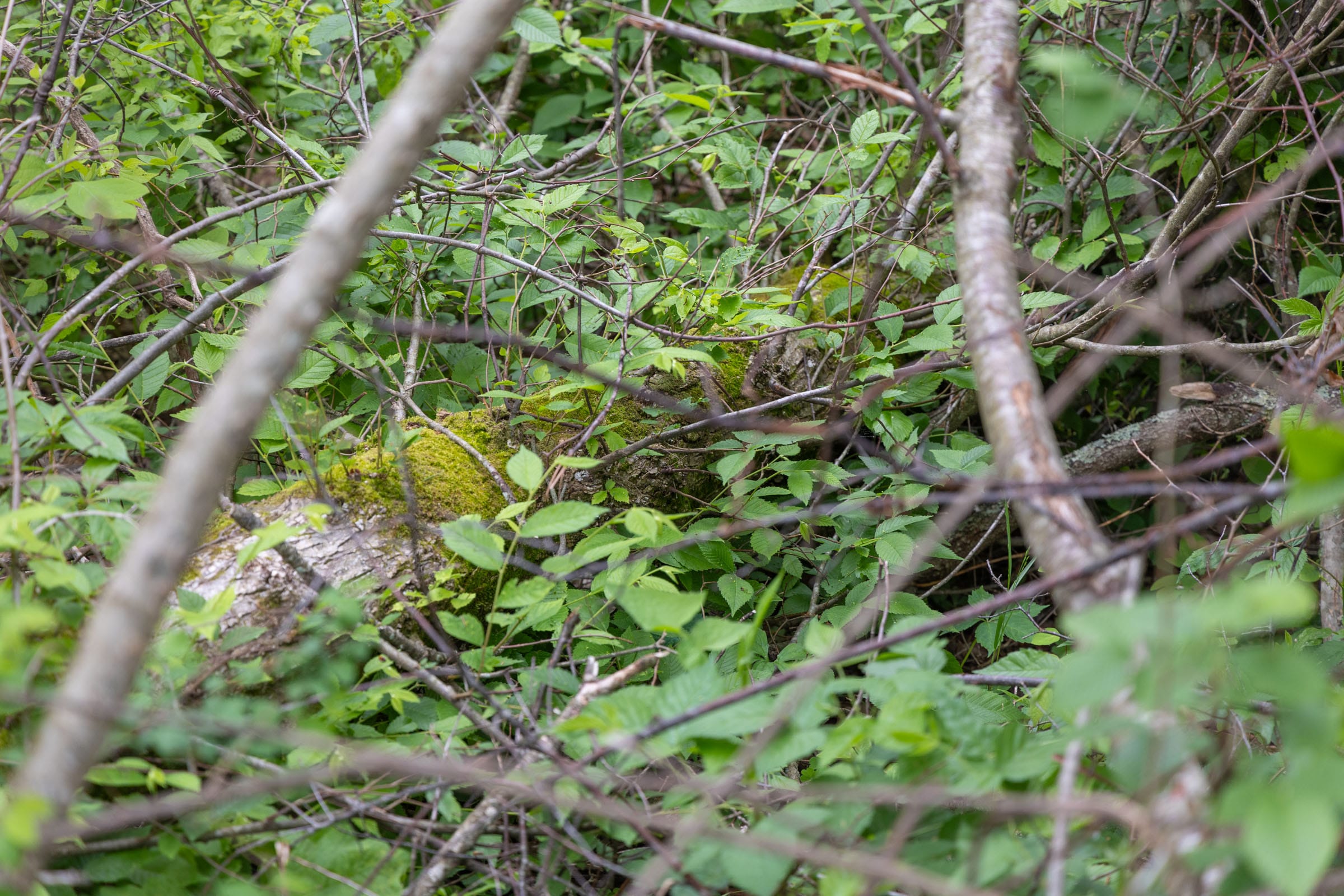 Sleepy Hollow Phase II Tract 107 photo 6
