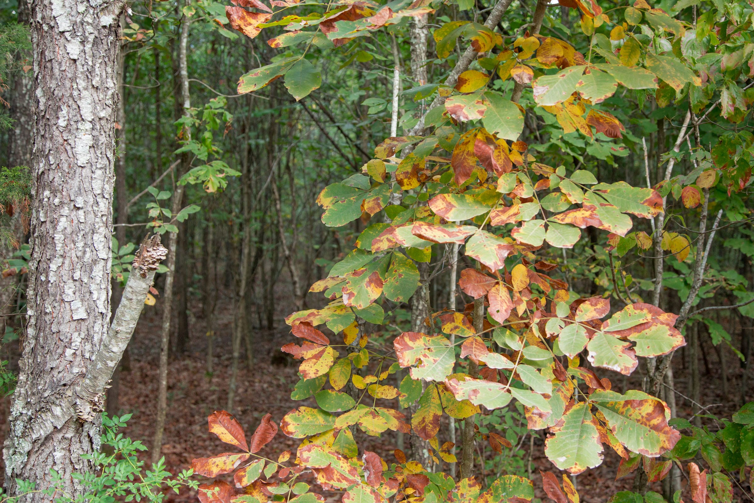 Wagon Wheel Ranch Tract 5 photo 3