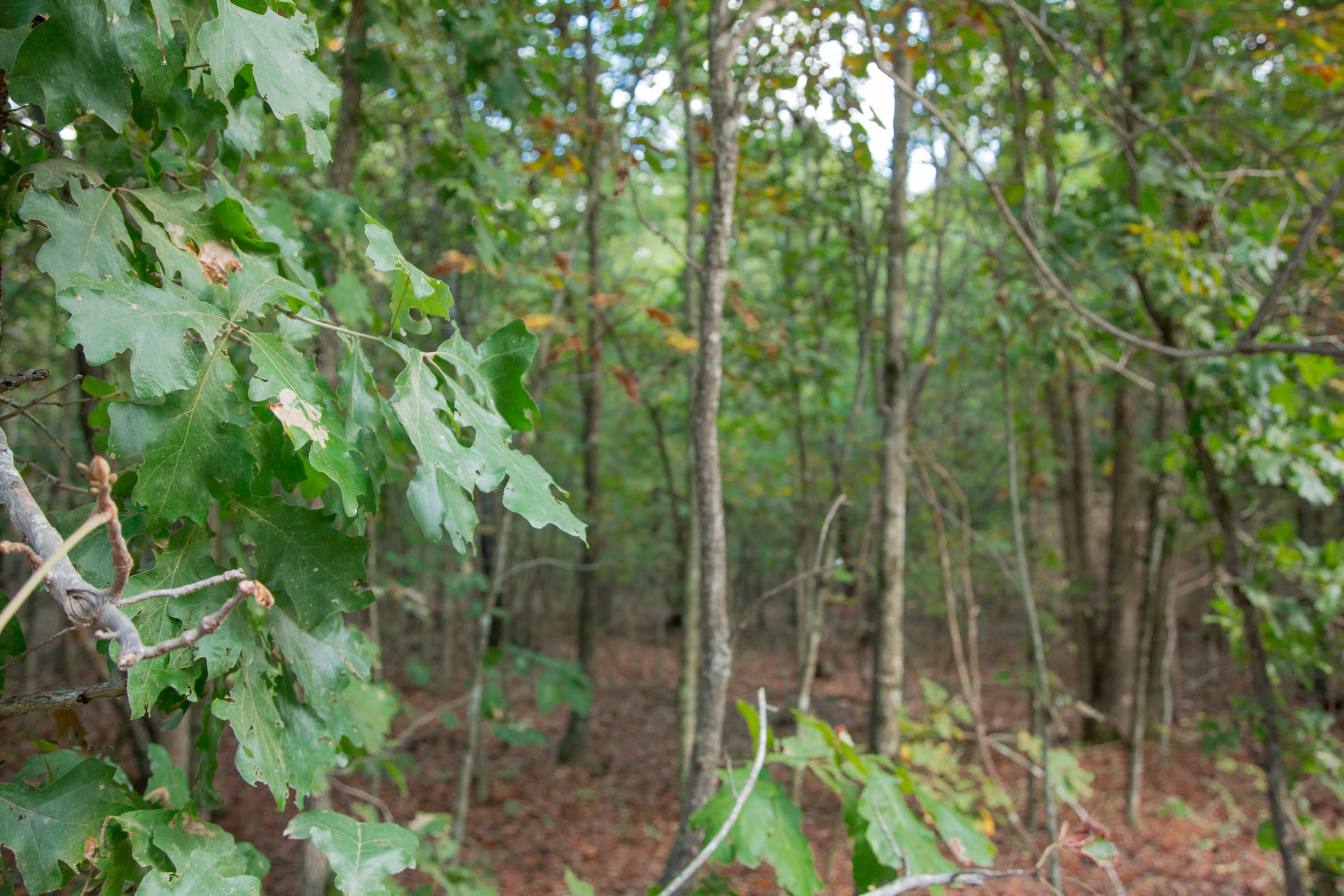 Wagon Wheel Ranch Tract 5 photo 6