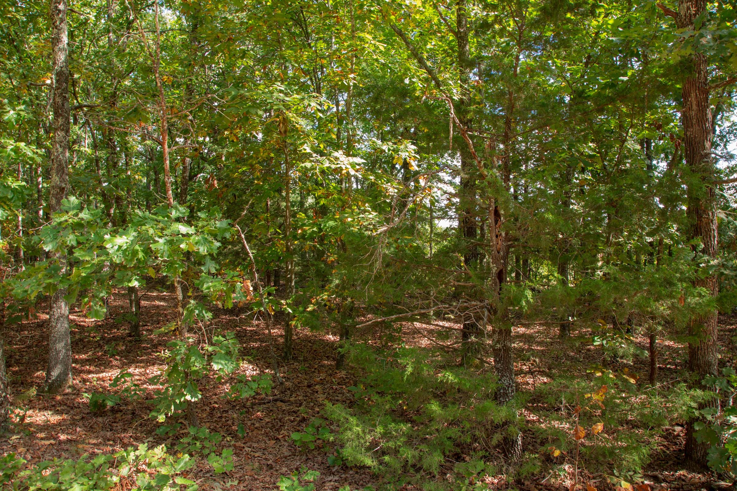 Wagon Wheel Ranch Tract 5 photo 11