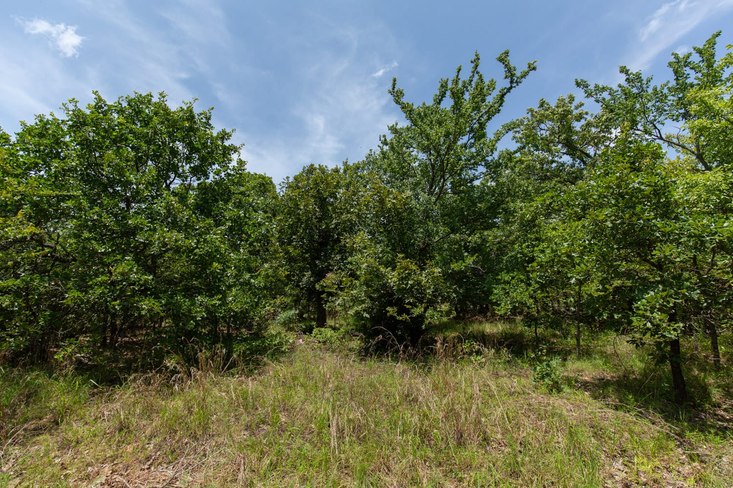 Timber Ridge Tract 48 photo 6