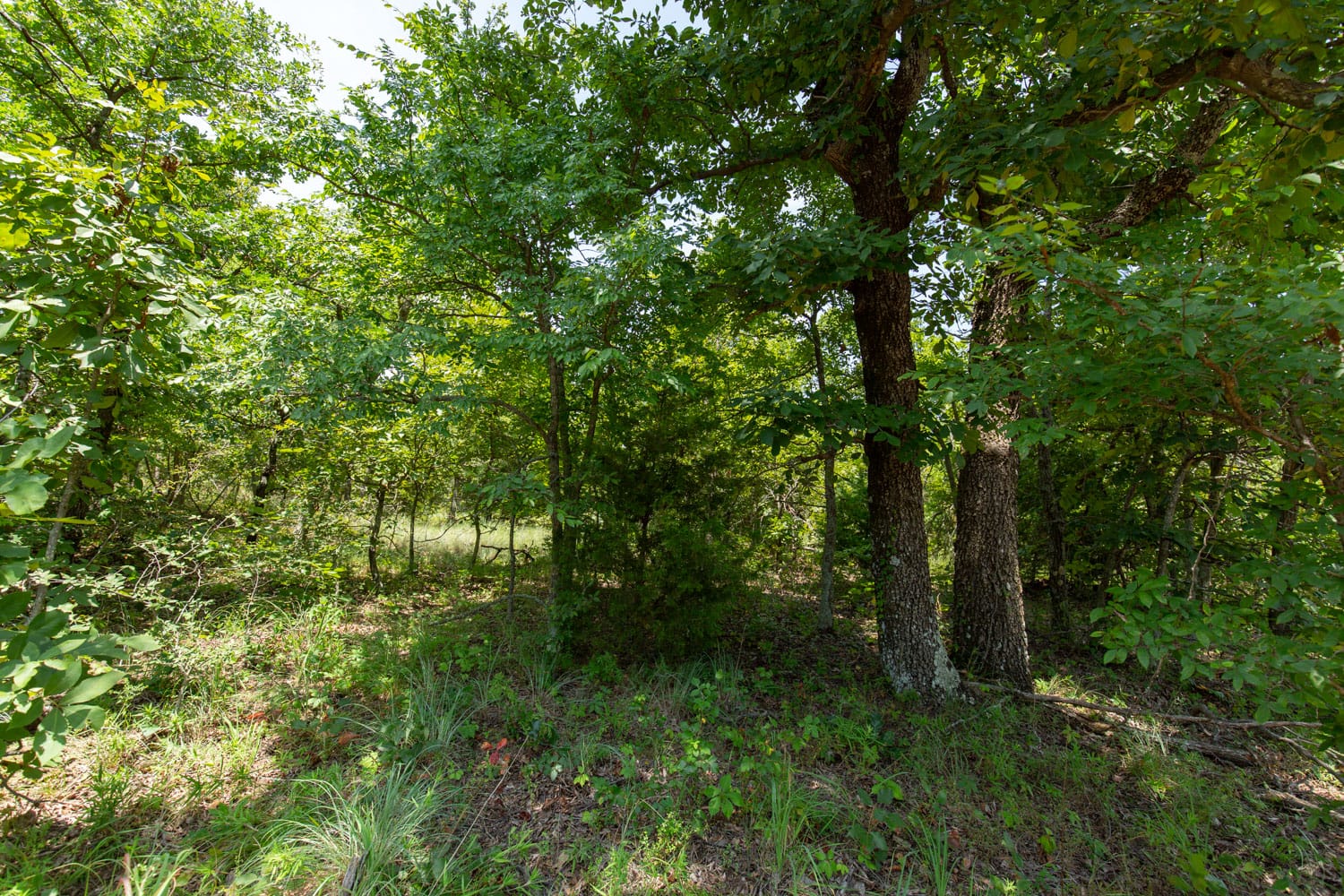 Timber Ridge Tract 48 photo 4