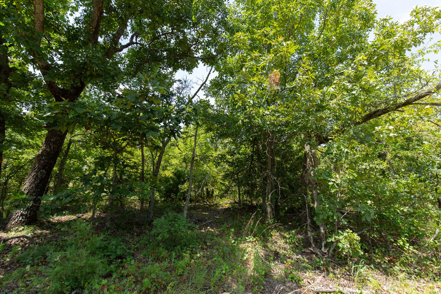 Timber Ridge Tract 48 photo 8