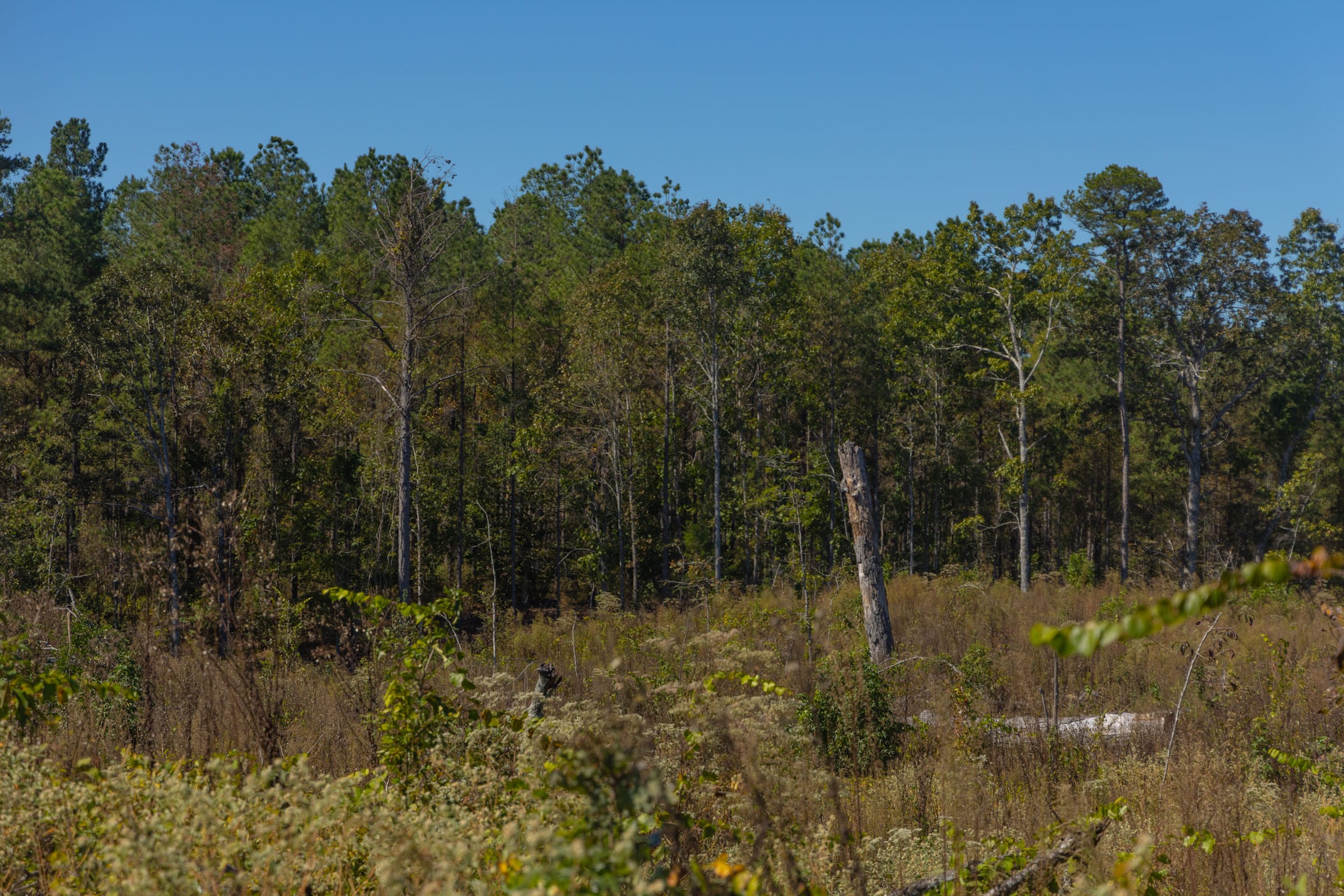 Meyer’s Ridge Tract 42 photo 4