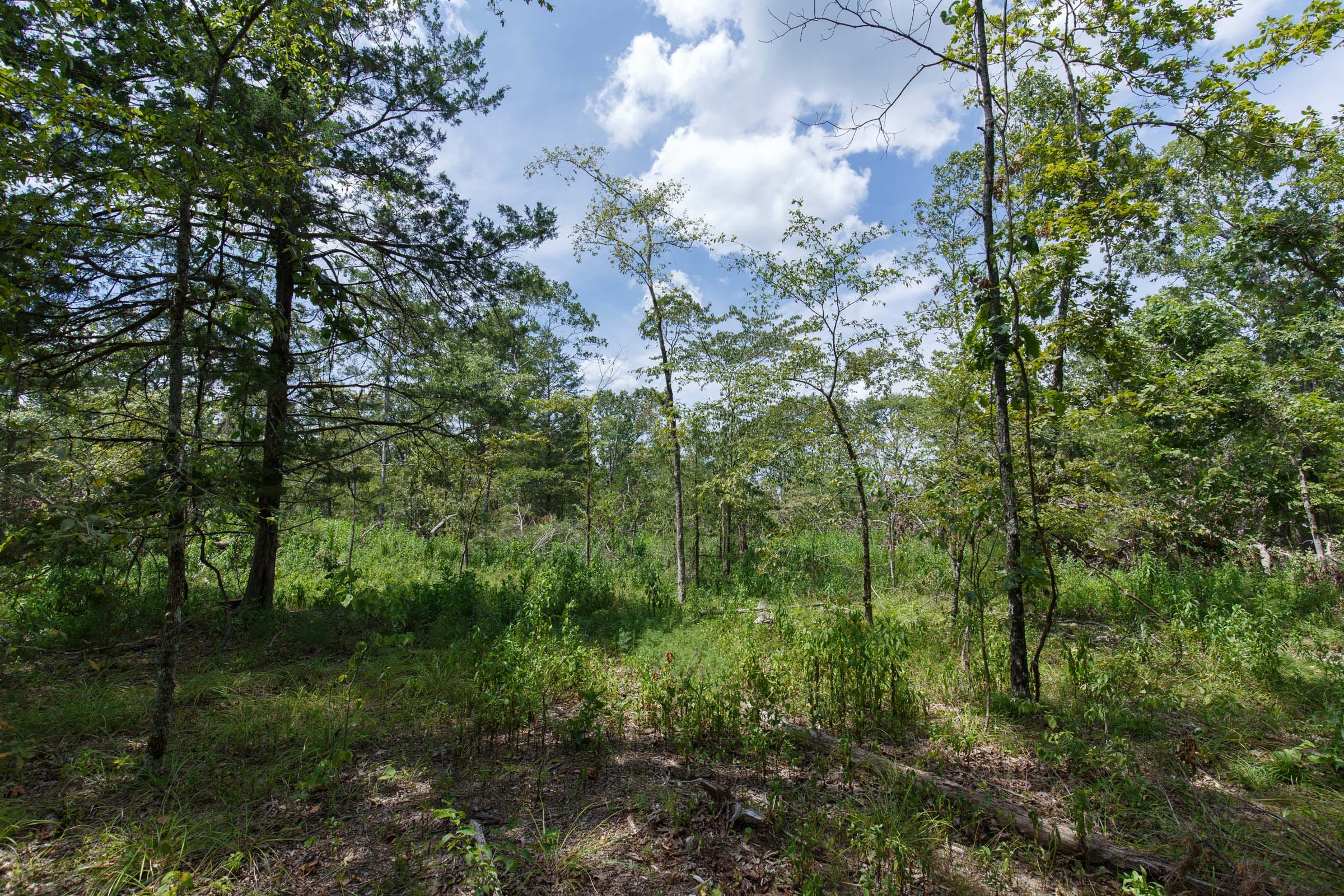 Wildwood Tract 6 photo 2
