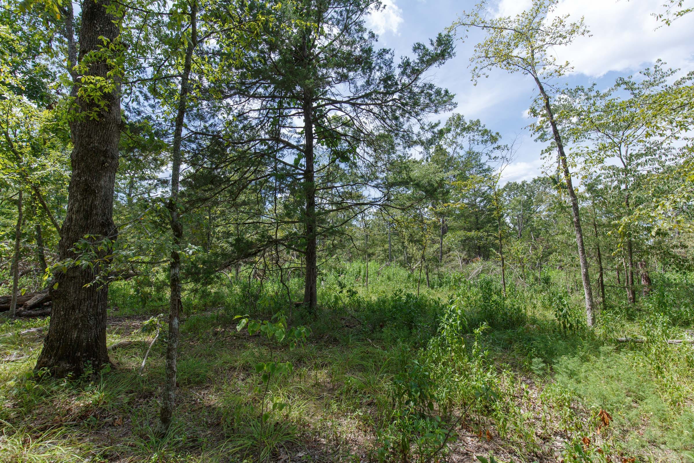 Wildwood Tract 6 photo 6