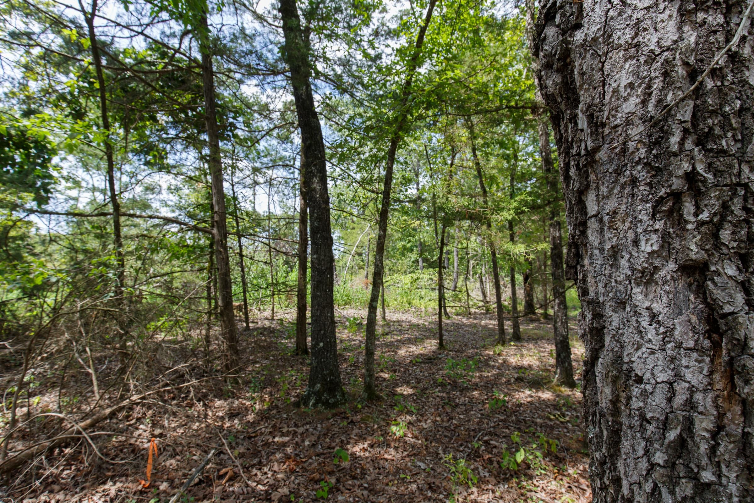 Wildwood Tract 6 photo 8