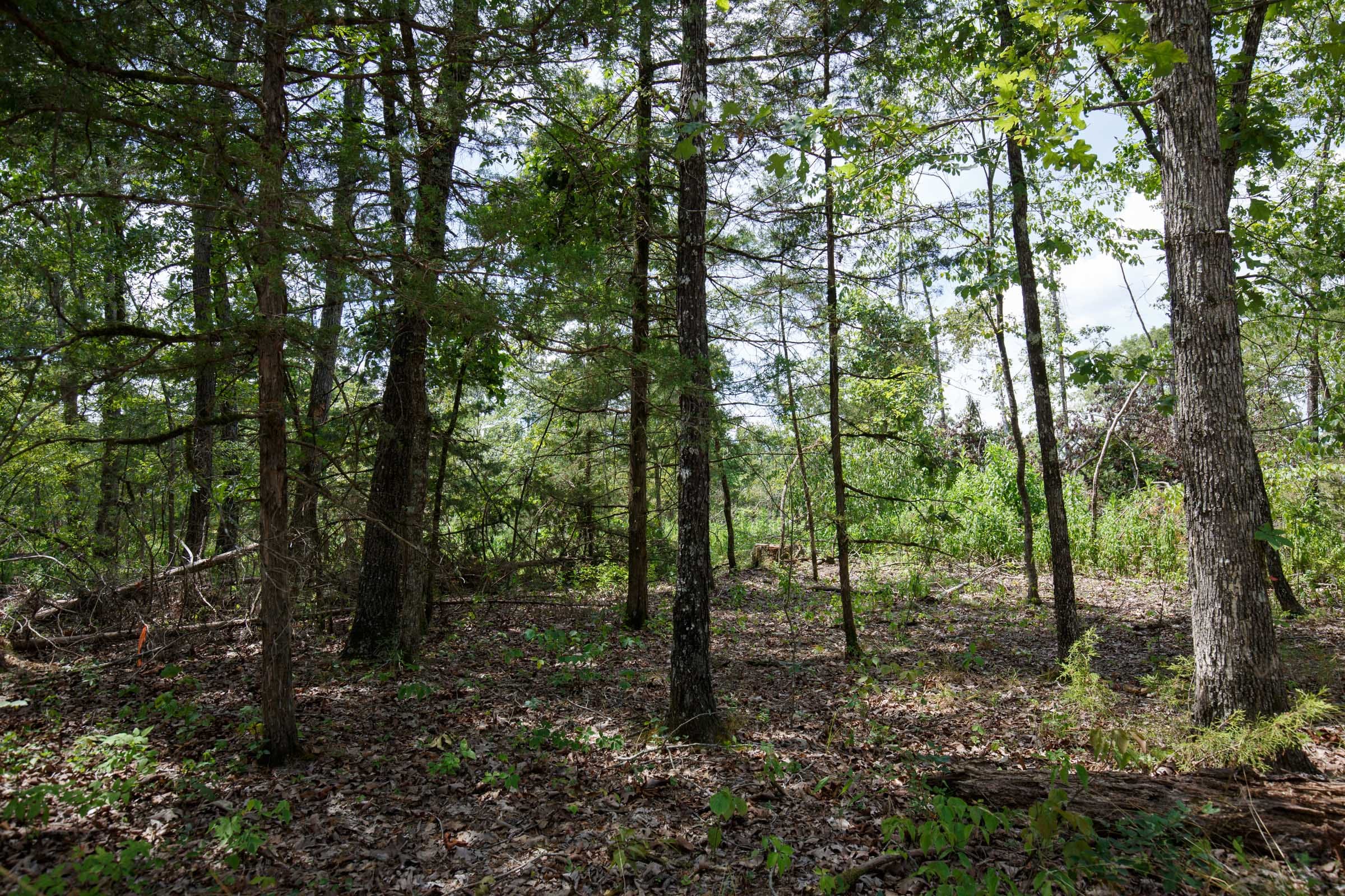Wildwood Tract 6 photo 9