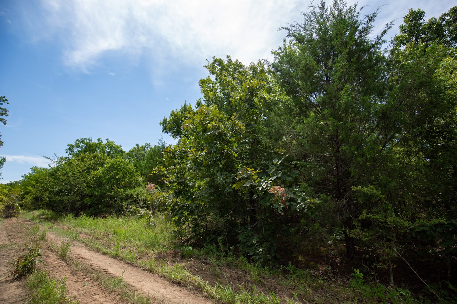 Timber Ridge Tract 42 photo 5