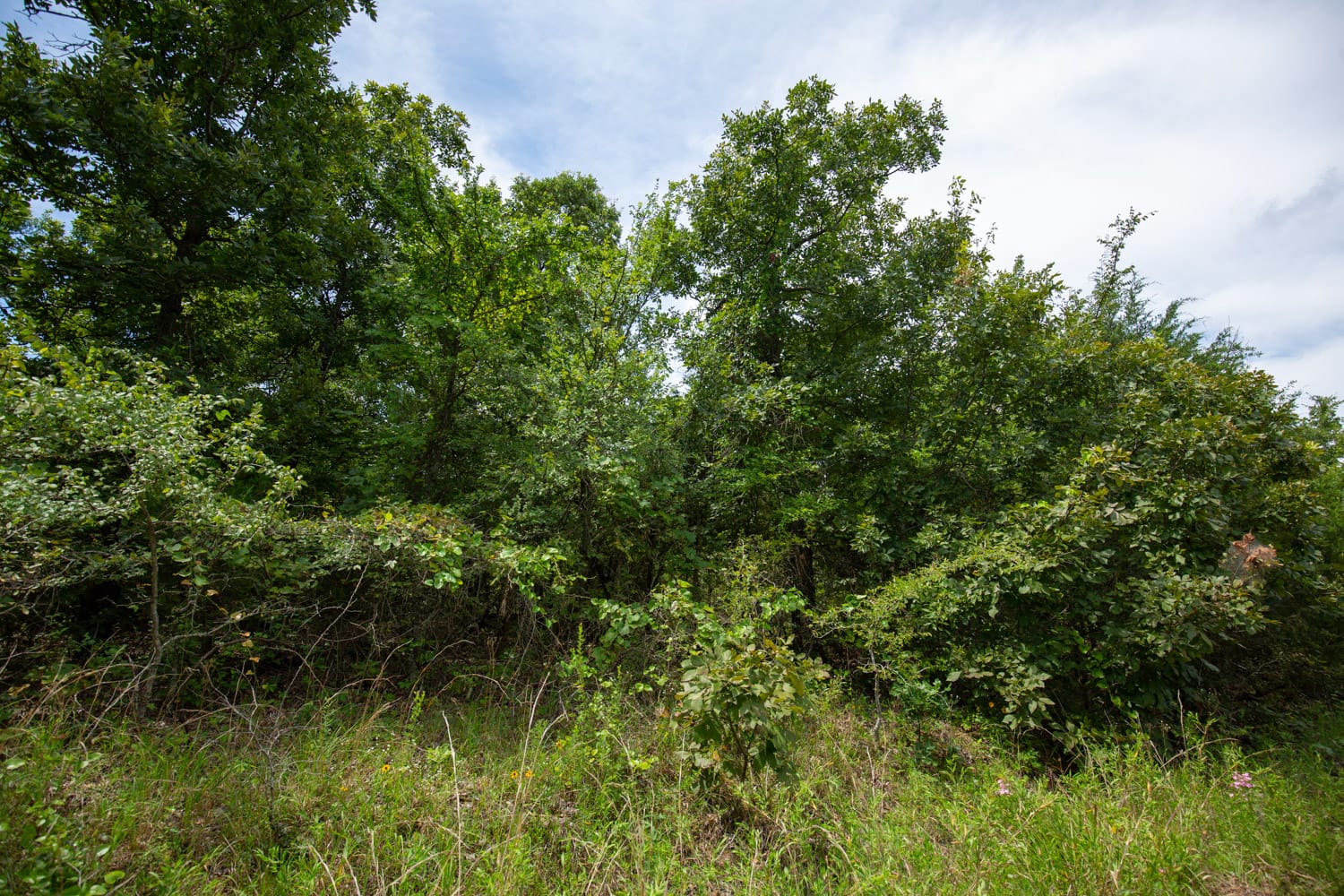 Timber Ridge Tract 42 photo 3
