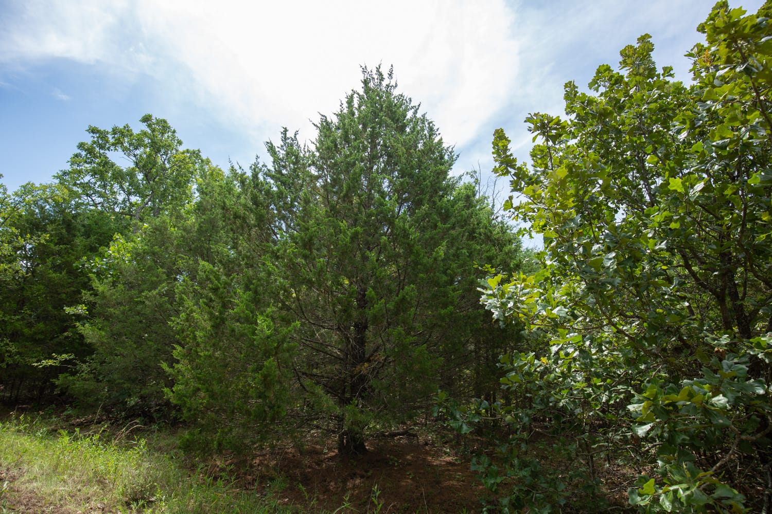 Timber Ridge Tract 42 photo 2