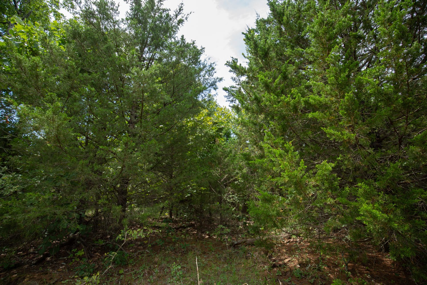 Timber Ridge Tract 42 photo 4