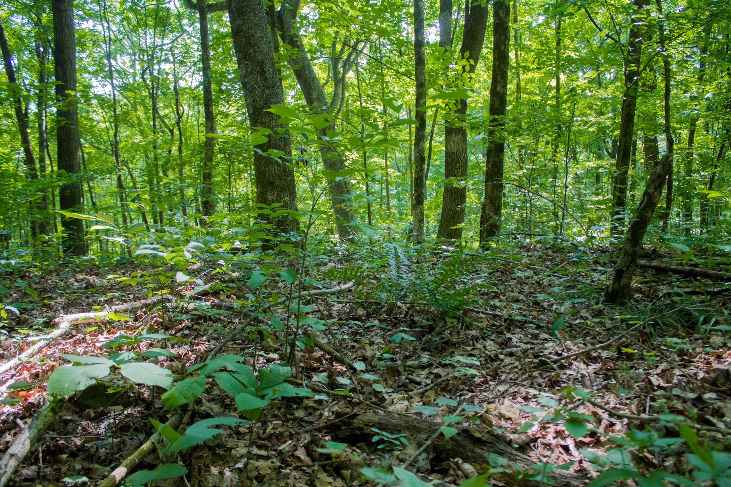 Bluewater Ridge Tract 15 photo 11