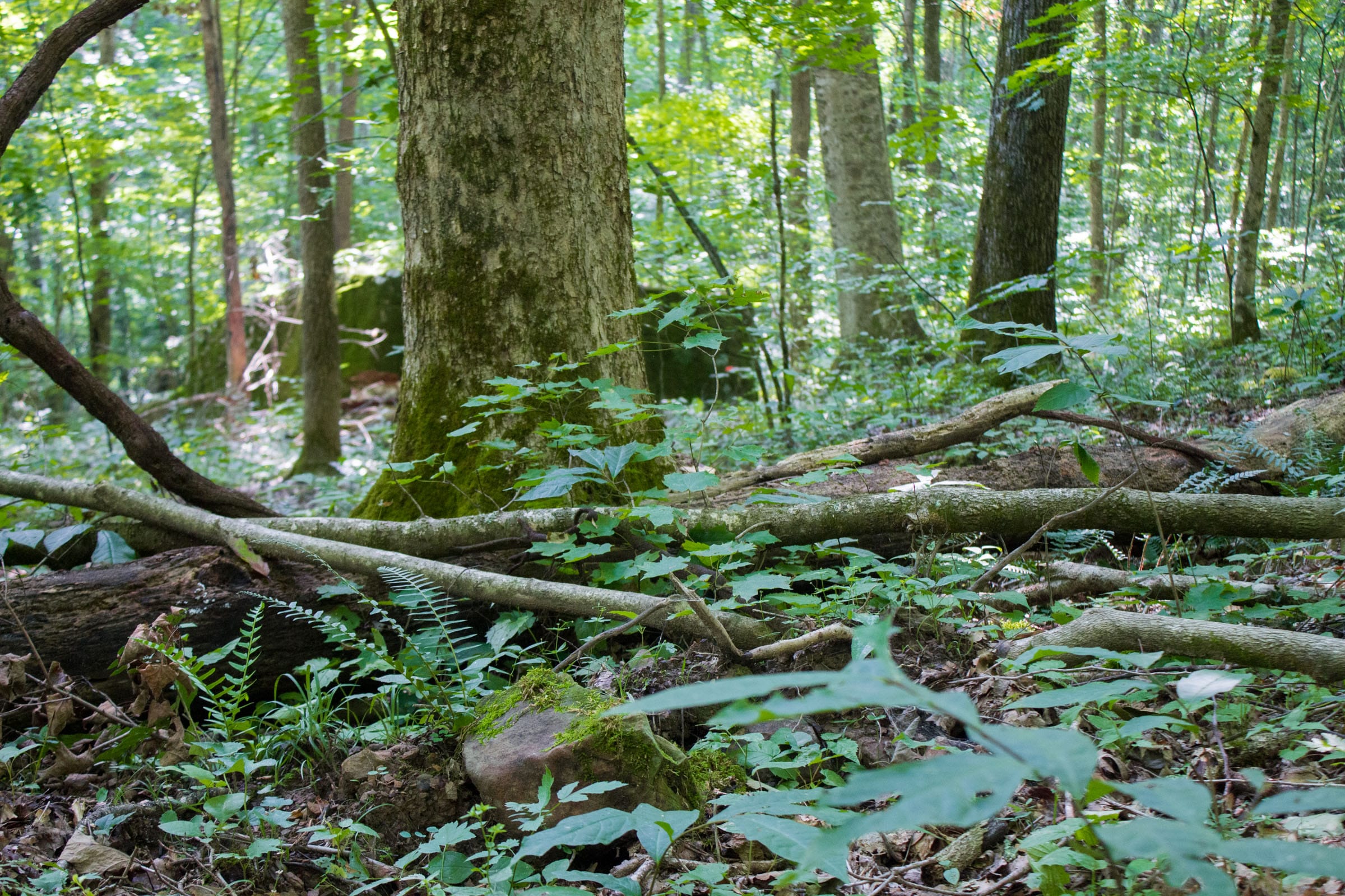 Bluewater Ridge Tract 15 photo 13