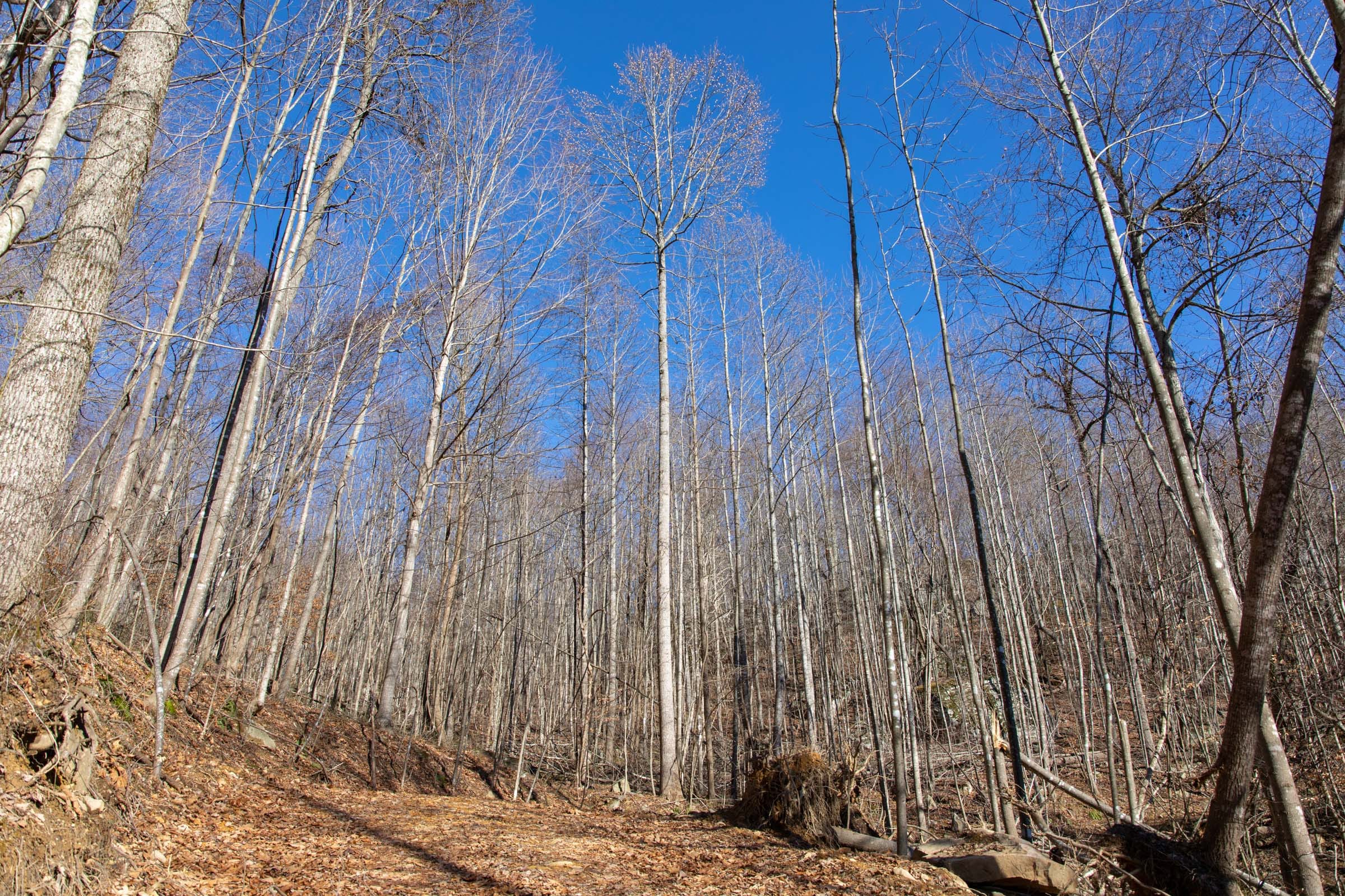 Blackstone Mountain Phase I Tract 19 photo 12