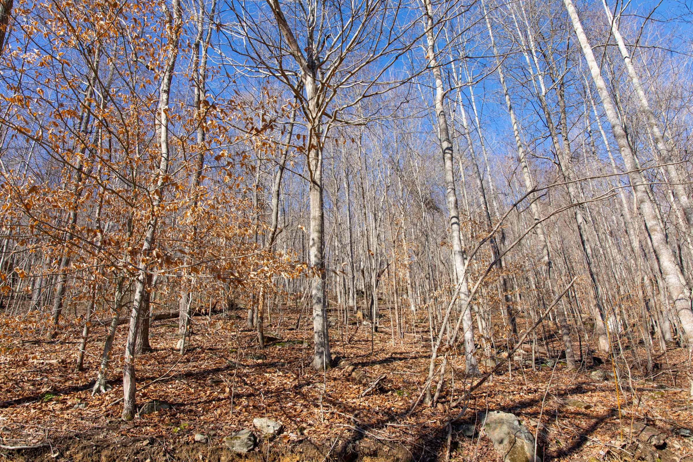 Blackstone Mountain Phase I Tract 19 photo 16